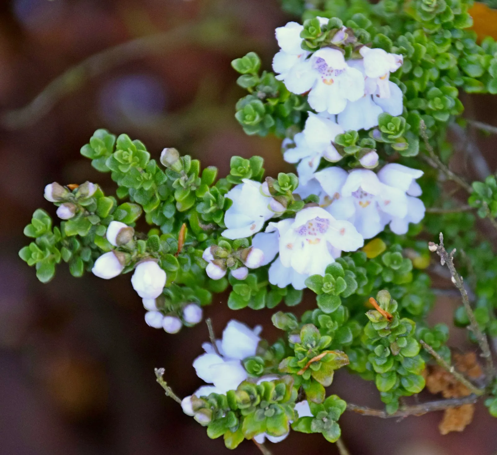 Alpine Mint Bush (Prostanthera Cuneata) — measuring about half an inch across