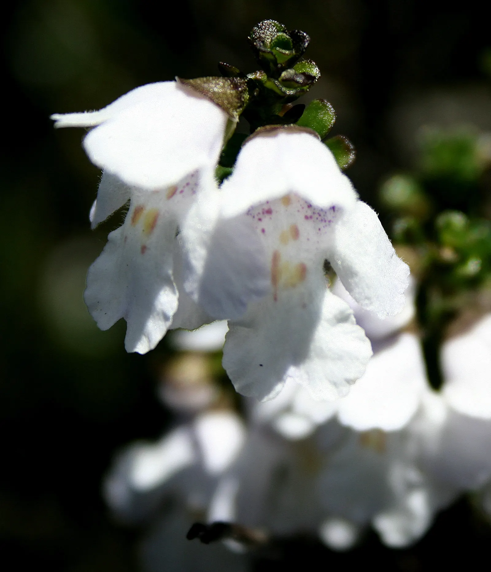 Alpine Mint Bush (Prostanthera Cuneata) — each blossom featuring a delicate dotted throat