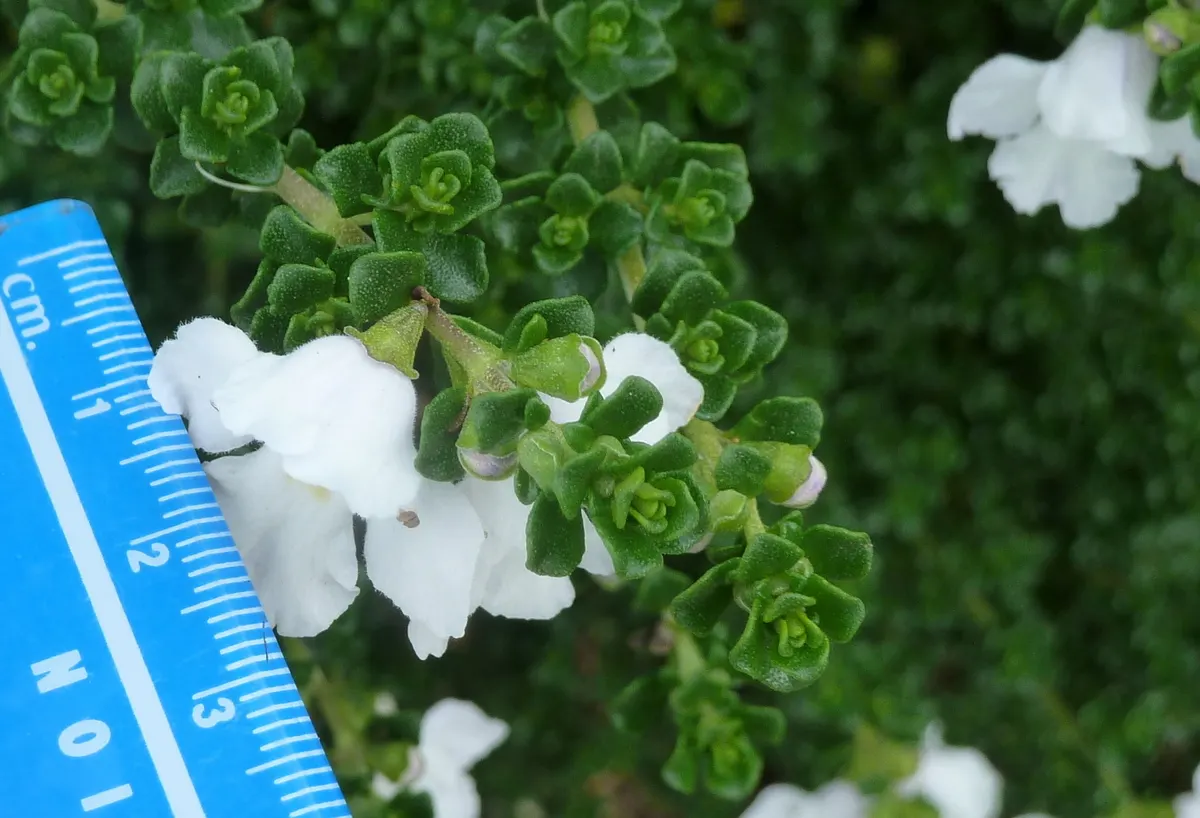 Alpine Mint Bush (Prostanthera Cuneata) — scientifically known as Prostanthera cuneata; adding a sensory delight to any garden setting