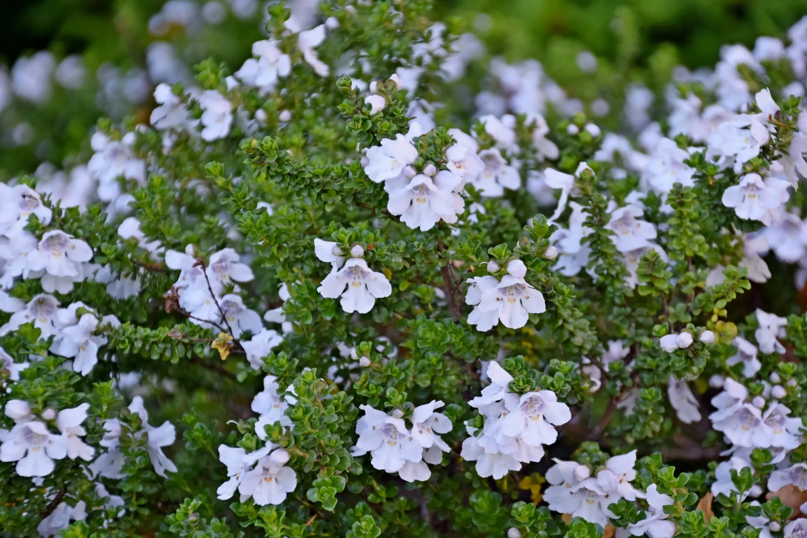 Alpine Mint Bush (Prostanthera Cuneata) — is a compact and aromatic evergreen shrub native to the alpine and sub-alpine regions of Australia; it is recommended
