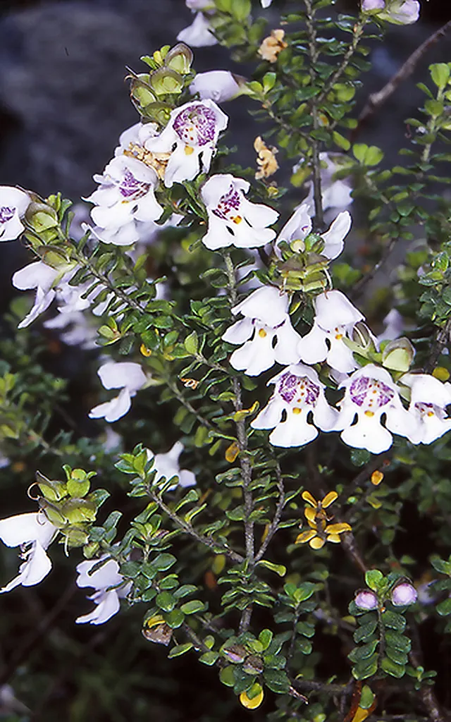 Alpine Mint Bush (Prostanthera Cuneata) — this ornamental shrub requires well-drained soil and thrives best in full sun to partial shade