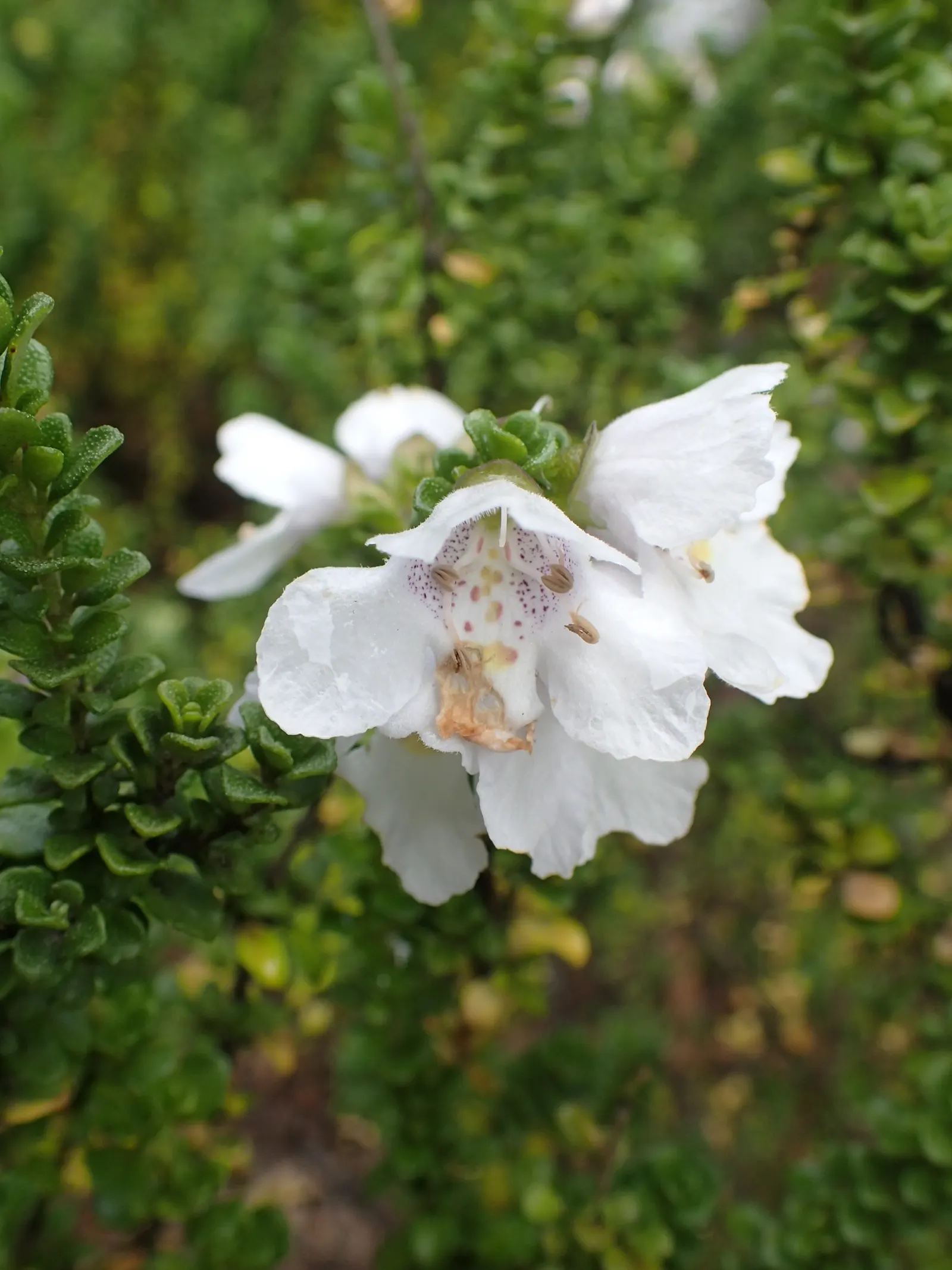 Alpine Mint Bush (Prostanthera Cuneata) — Ideal for rock gardens, borders, or scented gardens, it offers a refreshing fragrance and visual appeal