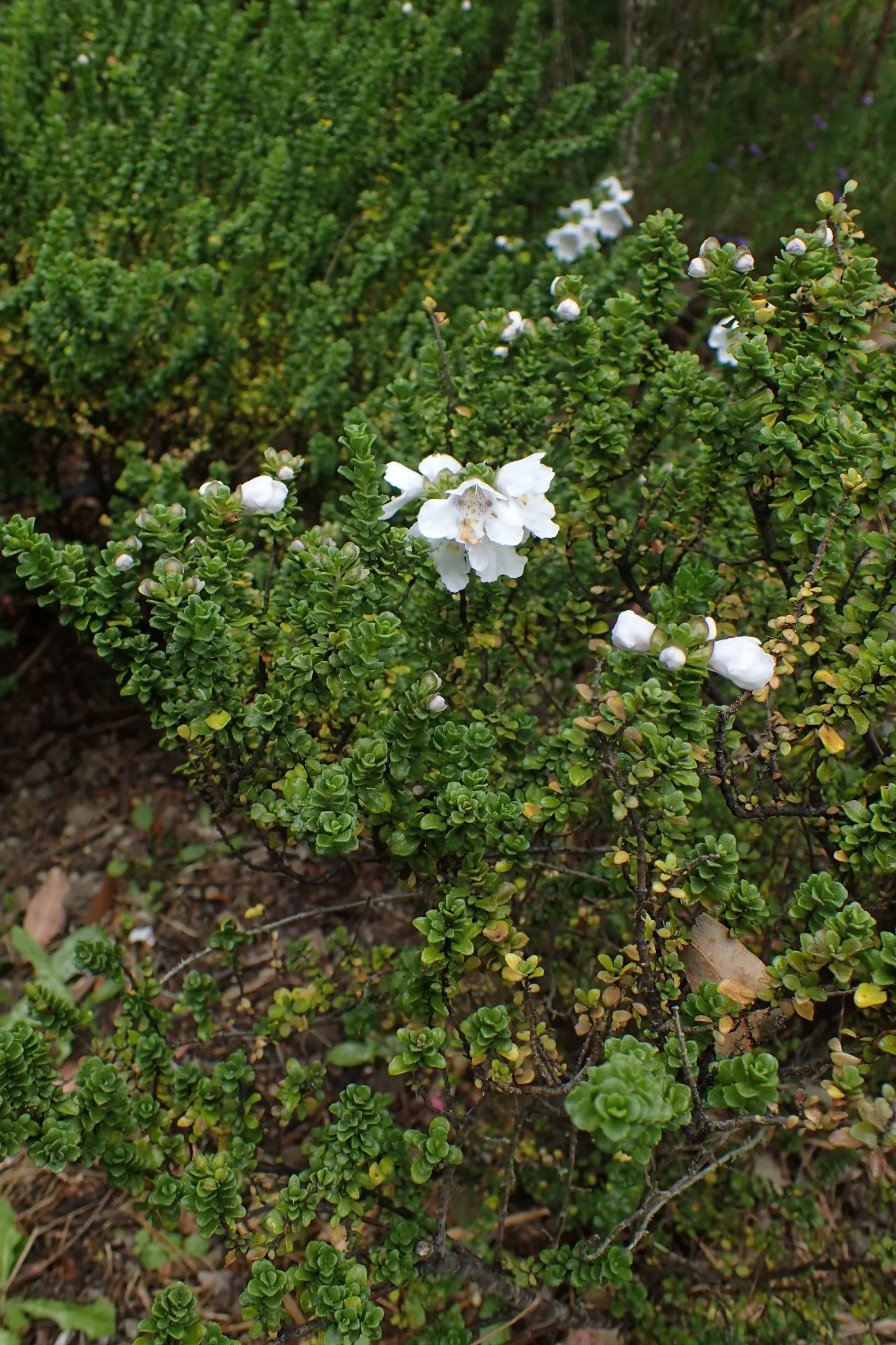Alpine Mint Bush (Prostanthera Cuneata) — glossy leaves of Prostanthera cuneata exude a refreshing minty scent when crushed