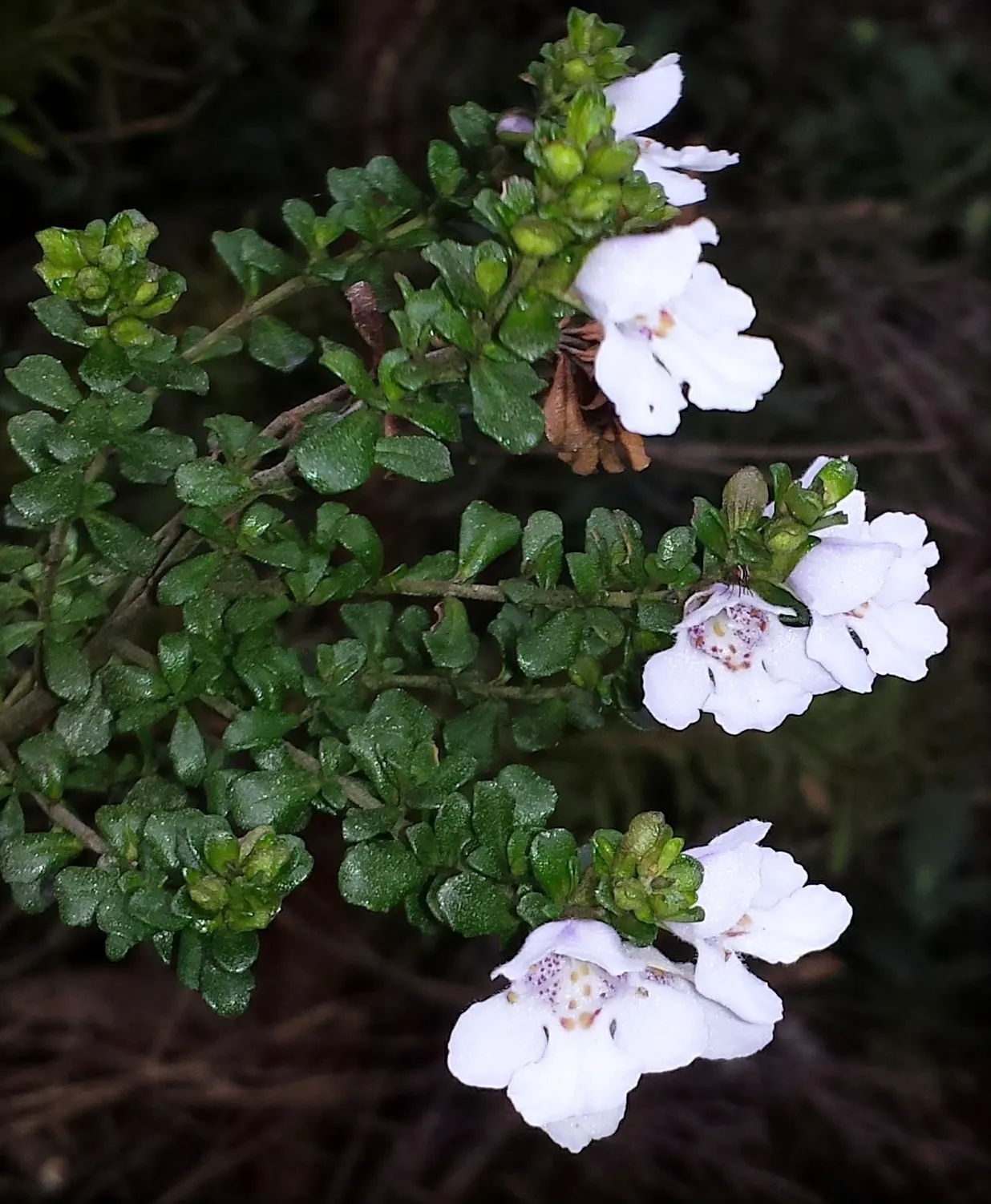 Alpine Mint Bush (Prostanthera Cuneata) — reaching a mature size of about 3 feet tall and wide