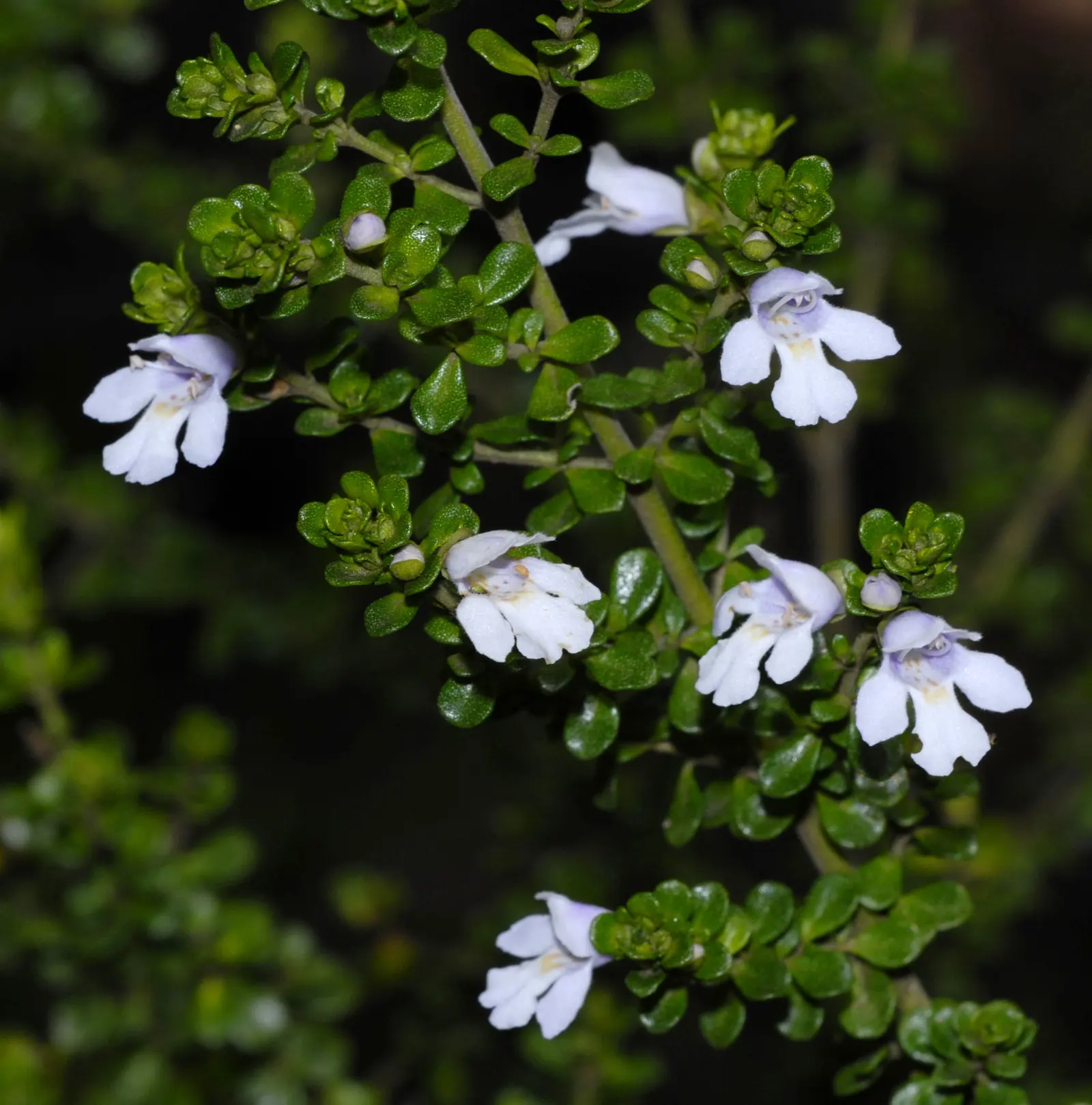 Alpine Mint Bush (Prostanthera Cuneata) — As a favored choice in landscape designs for its fragrant foliage and resilience