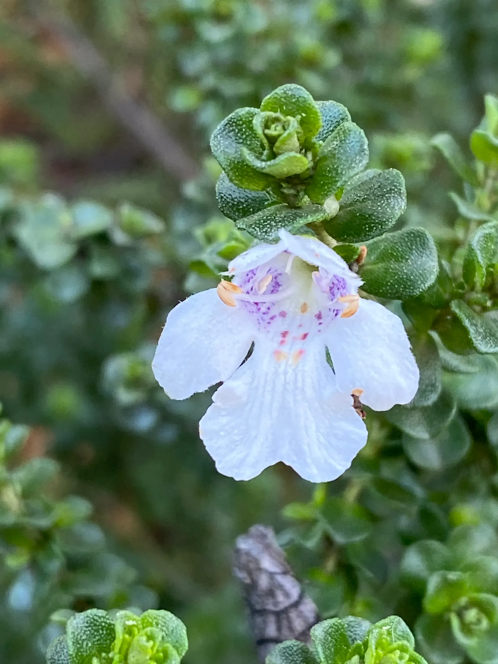 Alpine Mint Bush (Prostanthera Cuneata) — Prostanthera cuneata is also noted for its drought tolerance once established
