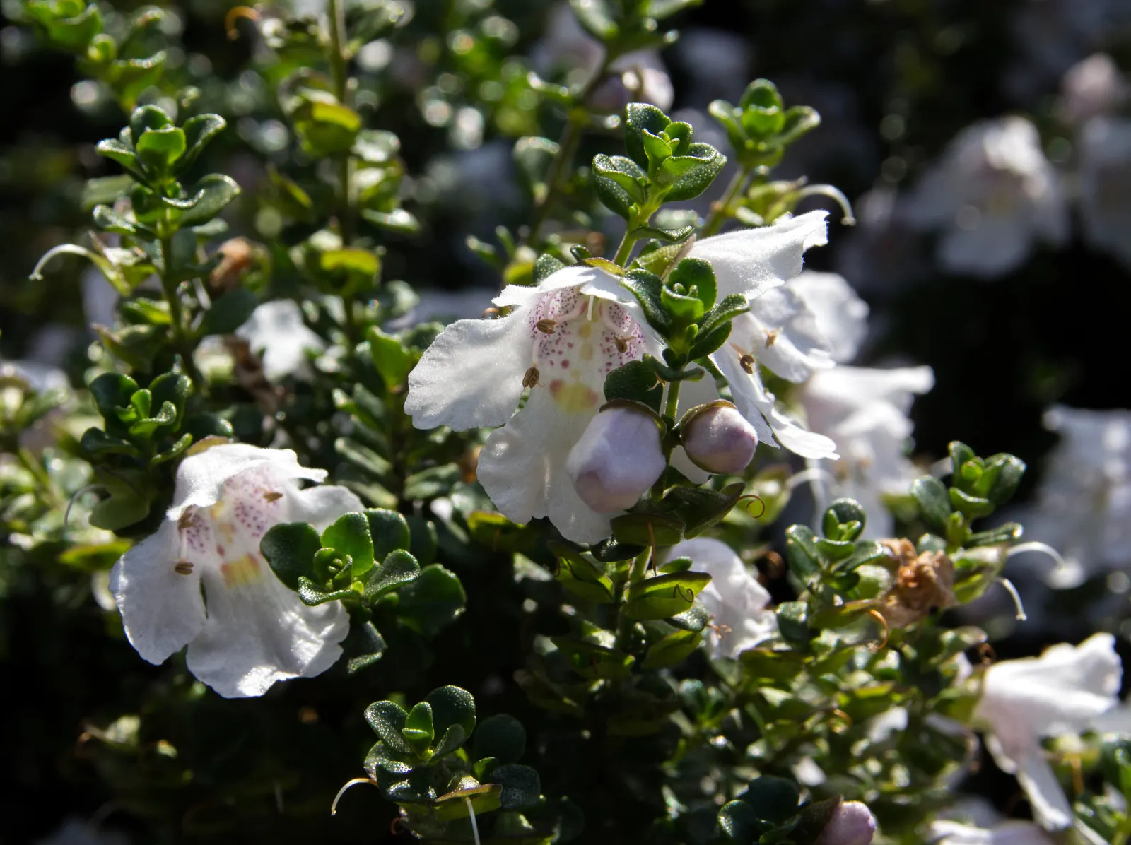 Alpine Mint Bush (Prostanthera Cuneata) — Its modest size and appealing characteristics make it an excellent choice for mixed borders