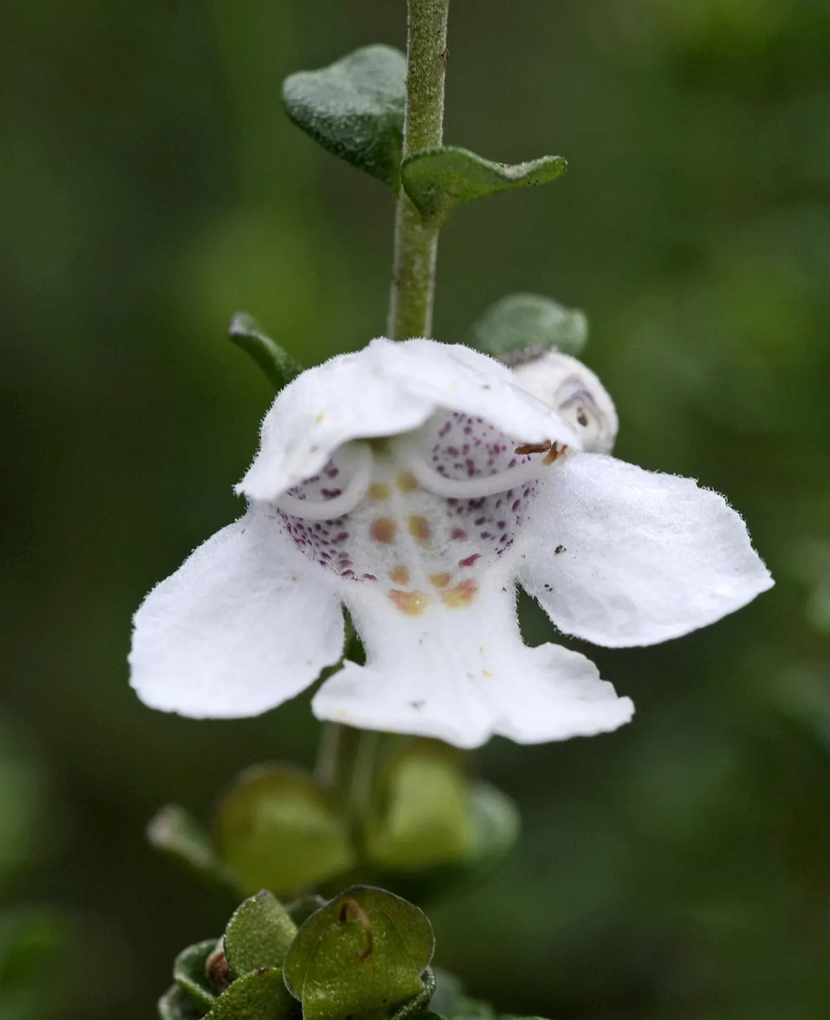 Alpine Mint Bush (Prostanthera Cuneata) — white flowers in the garden