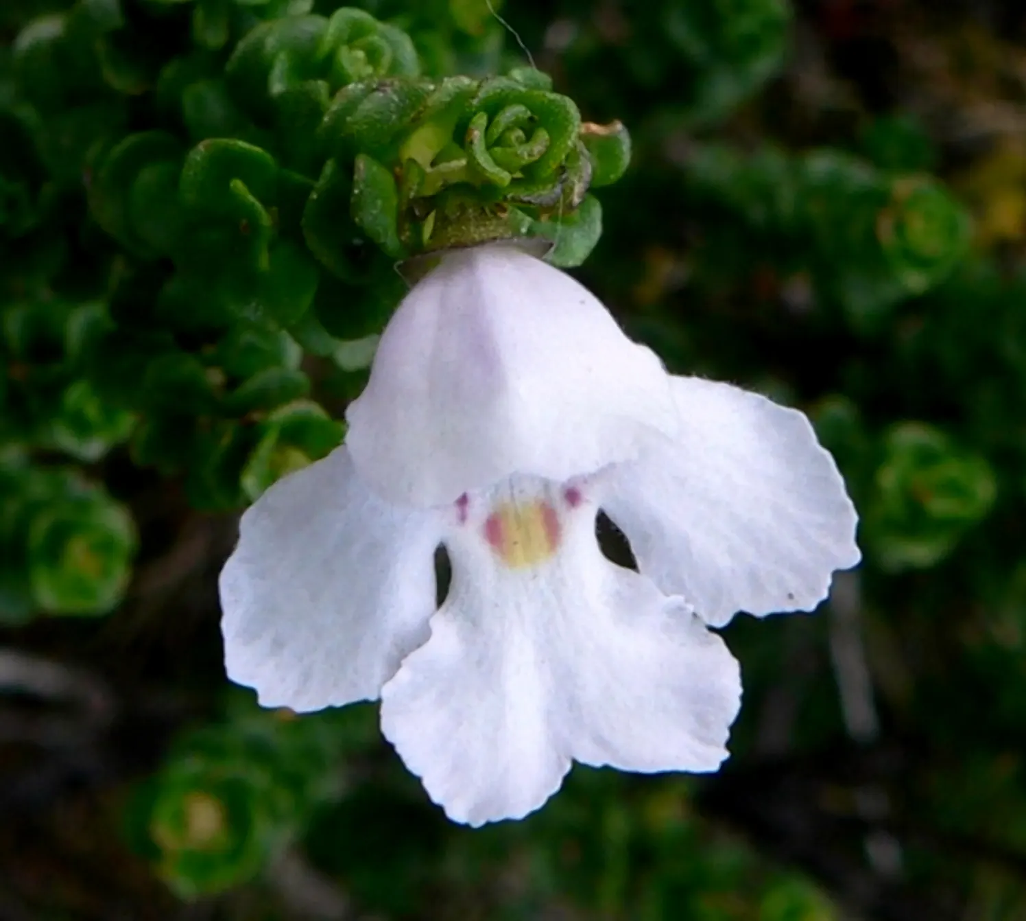 Alpine Mint Bush (Prostanthera Cuneata) — Ideal for rock gardens, borders, or scented gardens, it offers a refreshing fragrance and visual appeal; mint-scented