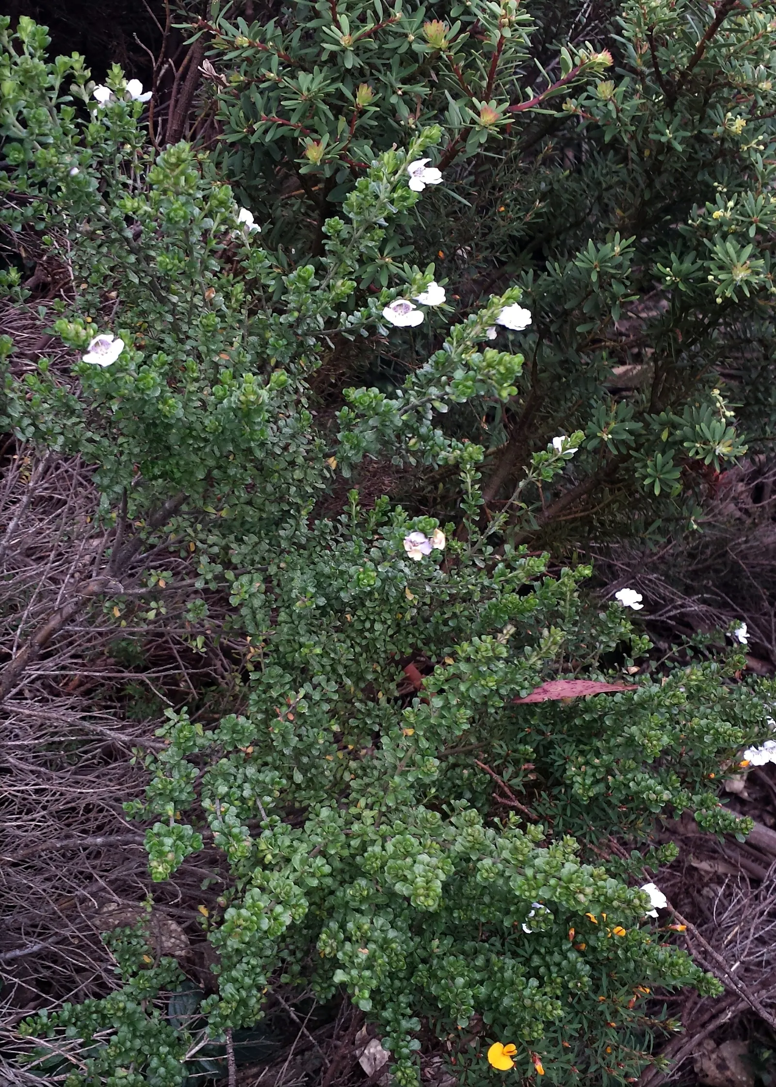 Alpine Mint Bush (Prostanthera Cuneata) — During the late spring to early summer