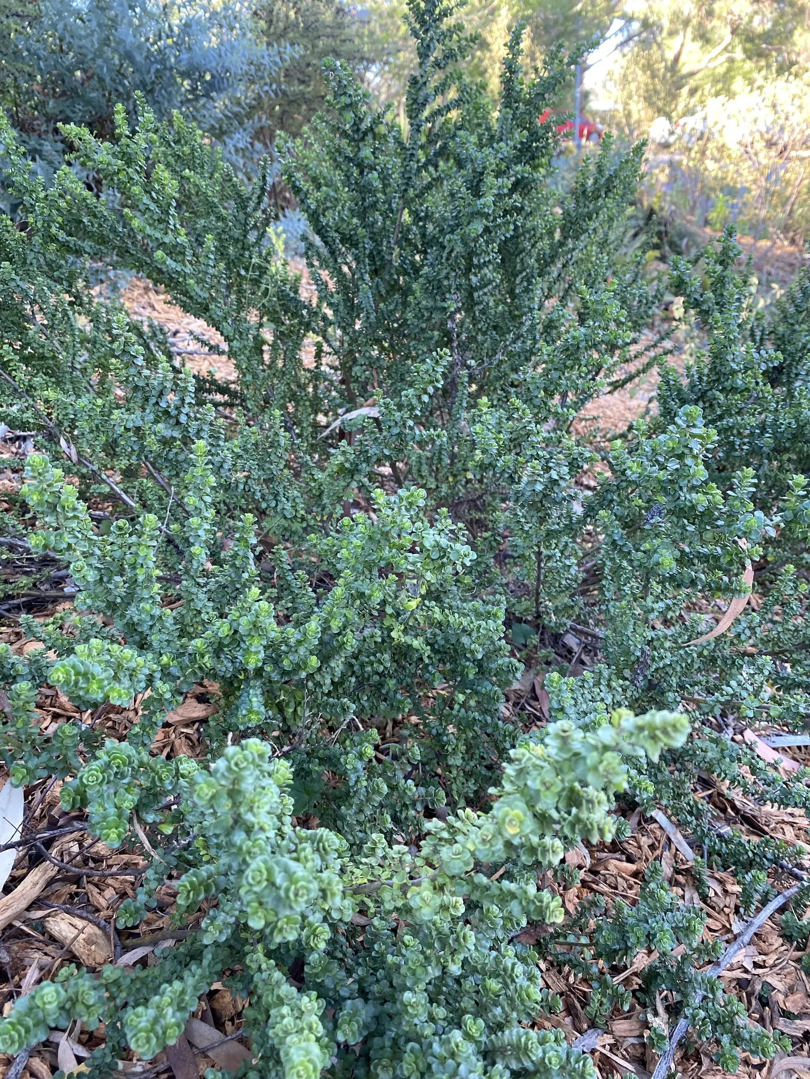 Alpine Mint Bush (Prostanthera Cuneata) — shrub with white blooms