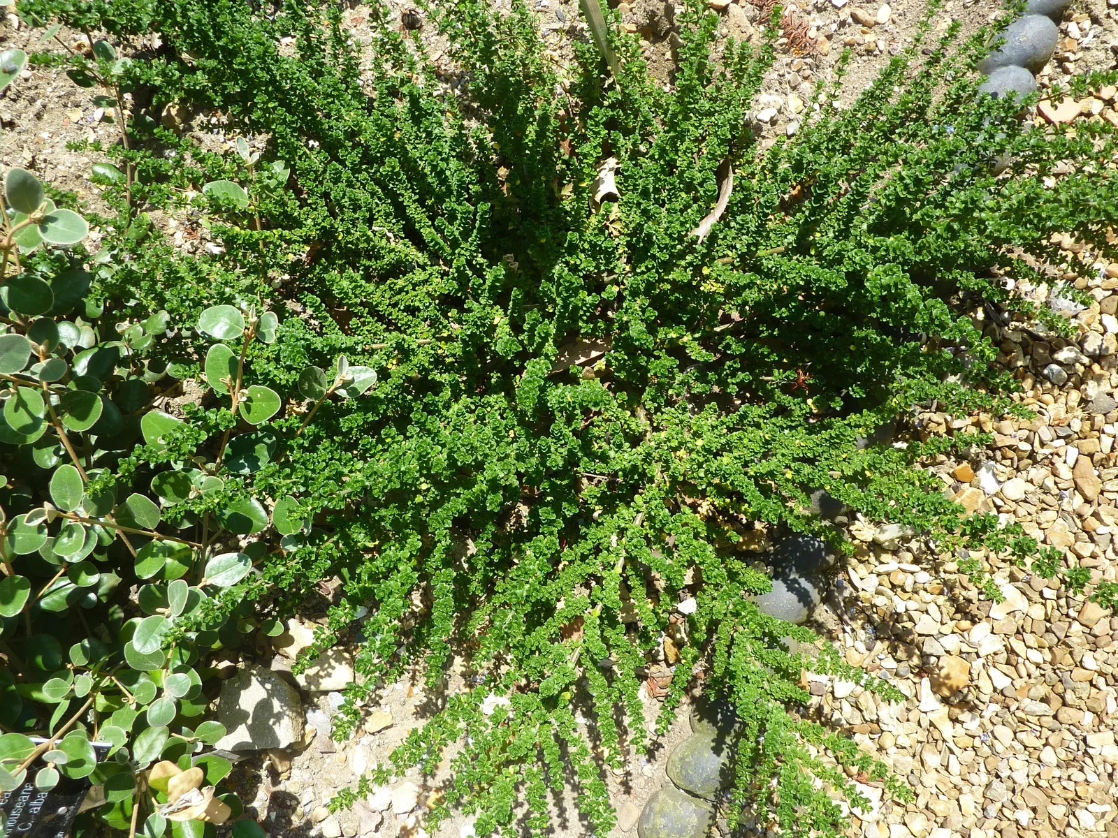 Alpine Mint Bush (Prostanthera Cuneata) — These blossoms create a striking contrast against the dark green leaves.<br><br>For optimal growth