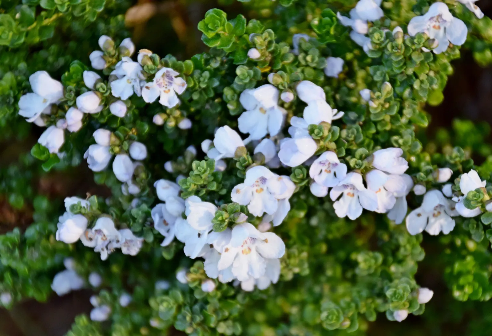 Alpine Mint Bush (Prostanthera Cuneata) — shrub for full or half or shade