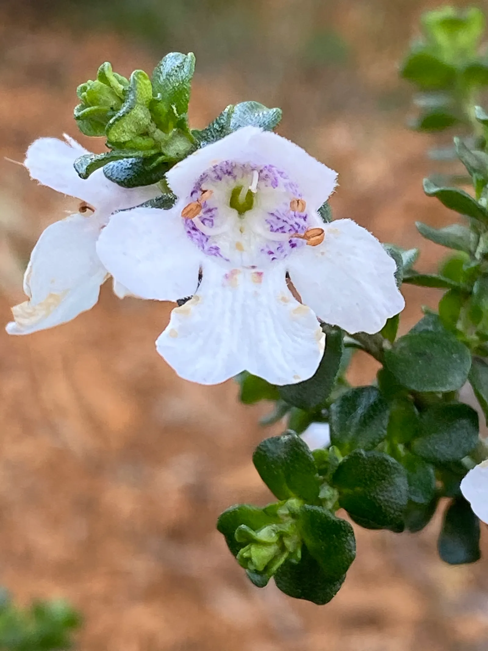 Alpine Mint Bush (Prostanthera Cuneata) — As a favored choice in landscape designs for its fragrant foliage and resilience; shrub for full or half or shade