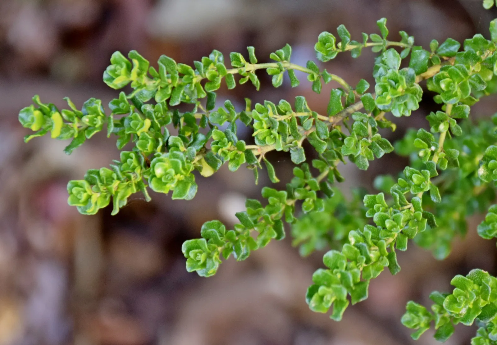 Alpine Mint Bush (Prostanthera Cuneata) — the Alpine Mint Bush comes alive with a profusion of white to pale lilac flowers
