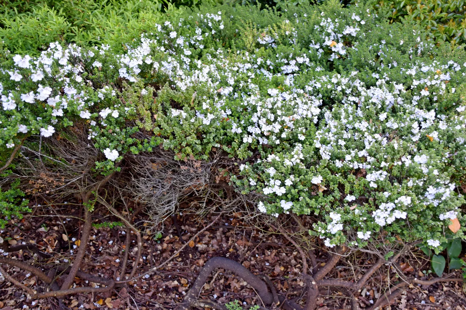 Alpine Mint Bush (Prostanthera Cuneata) — It is recommended to shelter it from harsh winter winds to prevent damage to the foliage