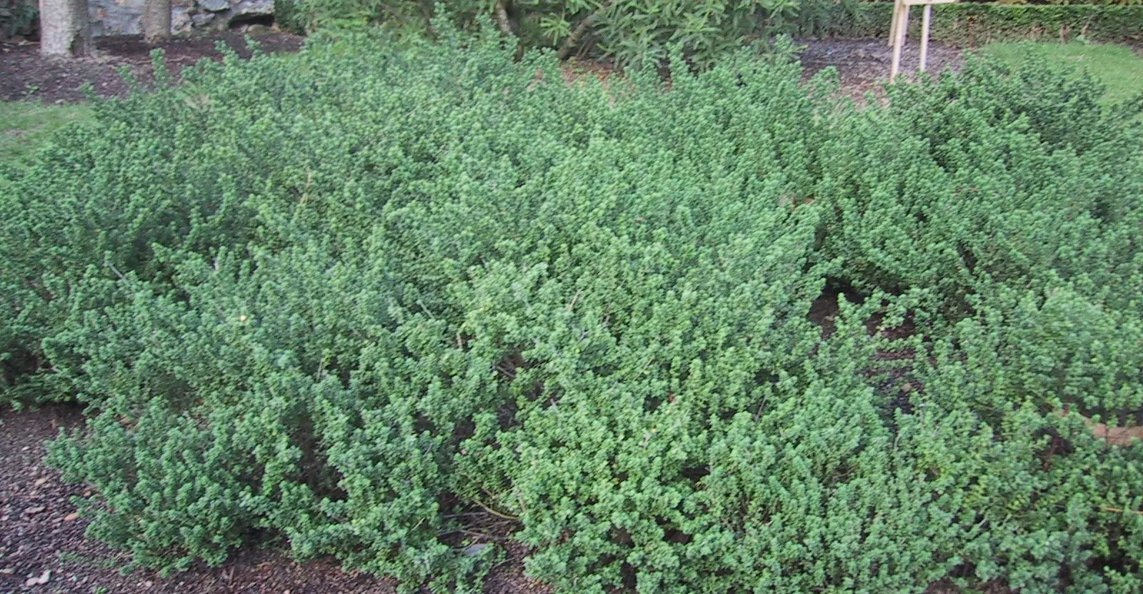 Alpine Mint Bush (Prostanthera Cuneata) — The Alpine Mint Bush is relatively low maintenance
