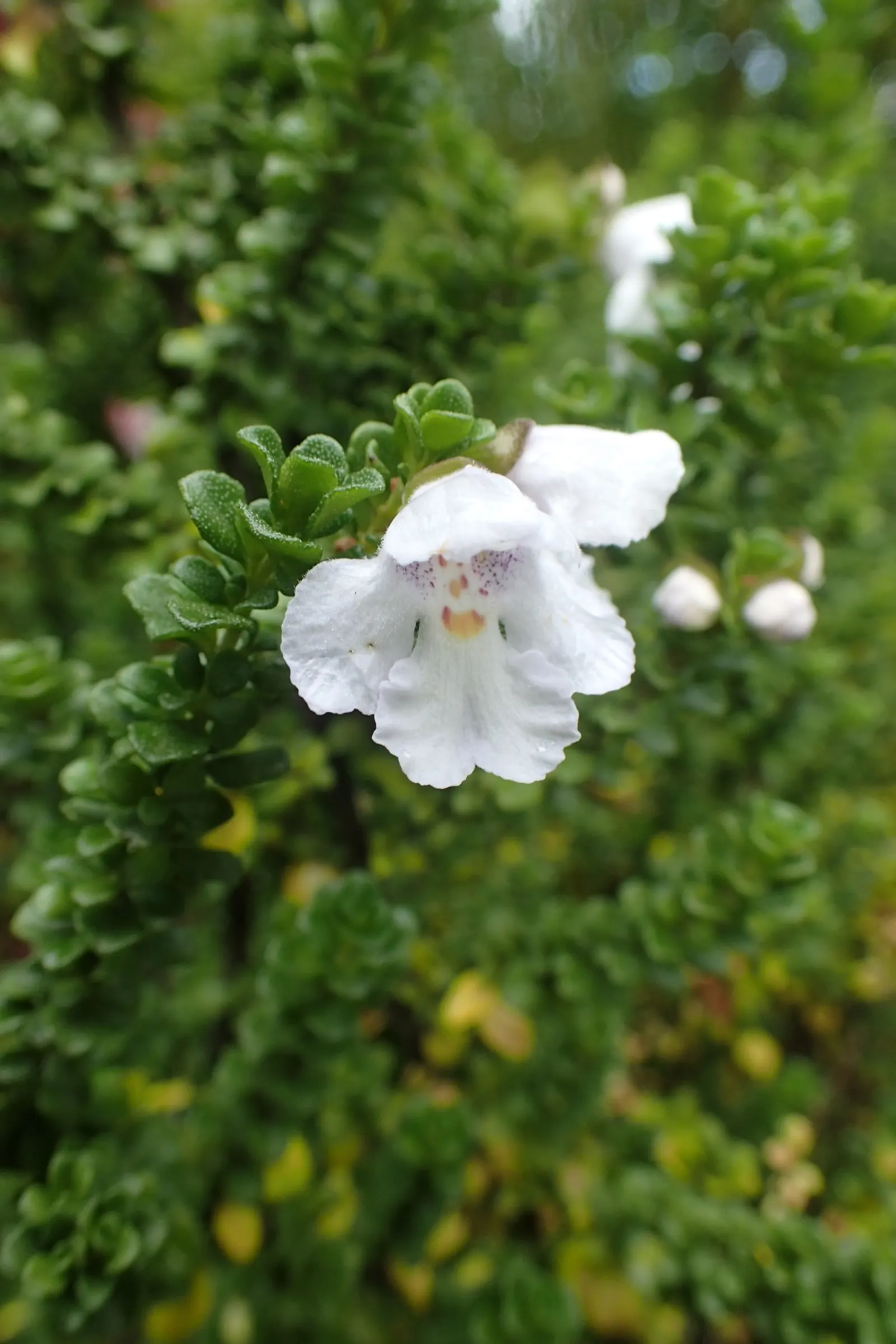 Alpine Mint Bush (Prostanthera Cuneata) — scientifically known as Prostanthera cuneata