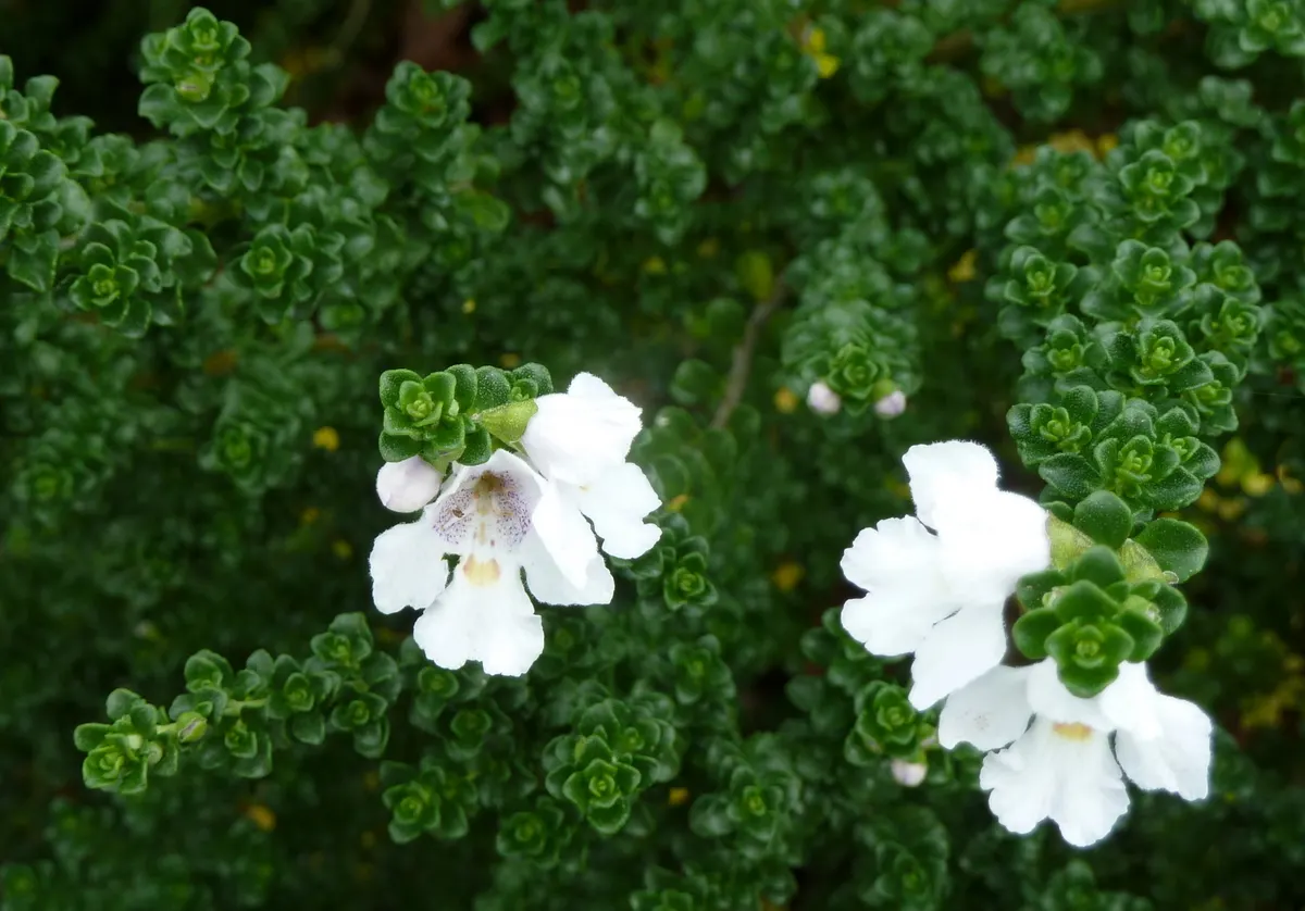 Alpine Mint Bush (Prostanthera Cuneata) — This hardy native of Australia prefers well-drained soils and full to partial sun exposure