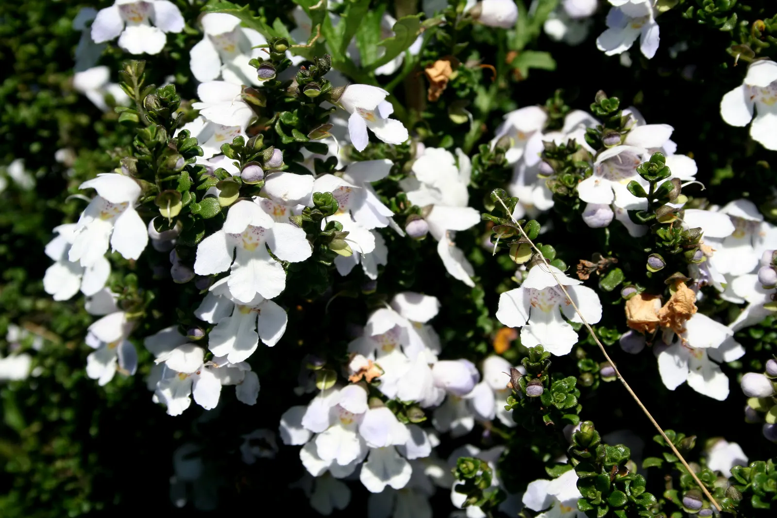 Alpine Mint Bush (Prostanthera Cuneata) — is a compact and aromatic evergreen shrub native to the alpine and sub-alpine regions of Australia