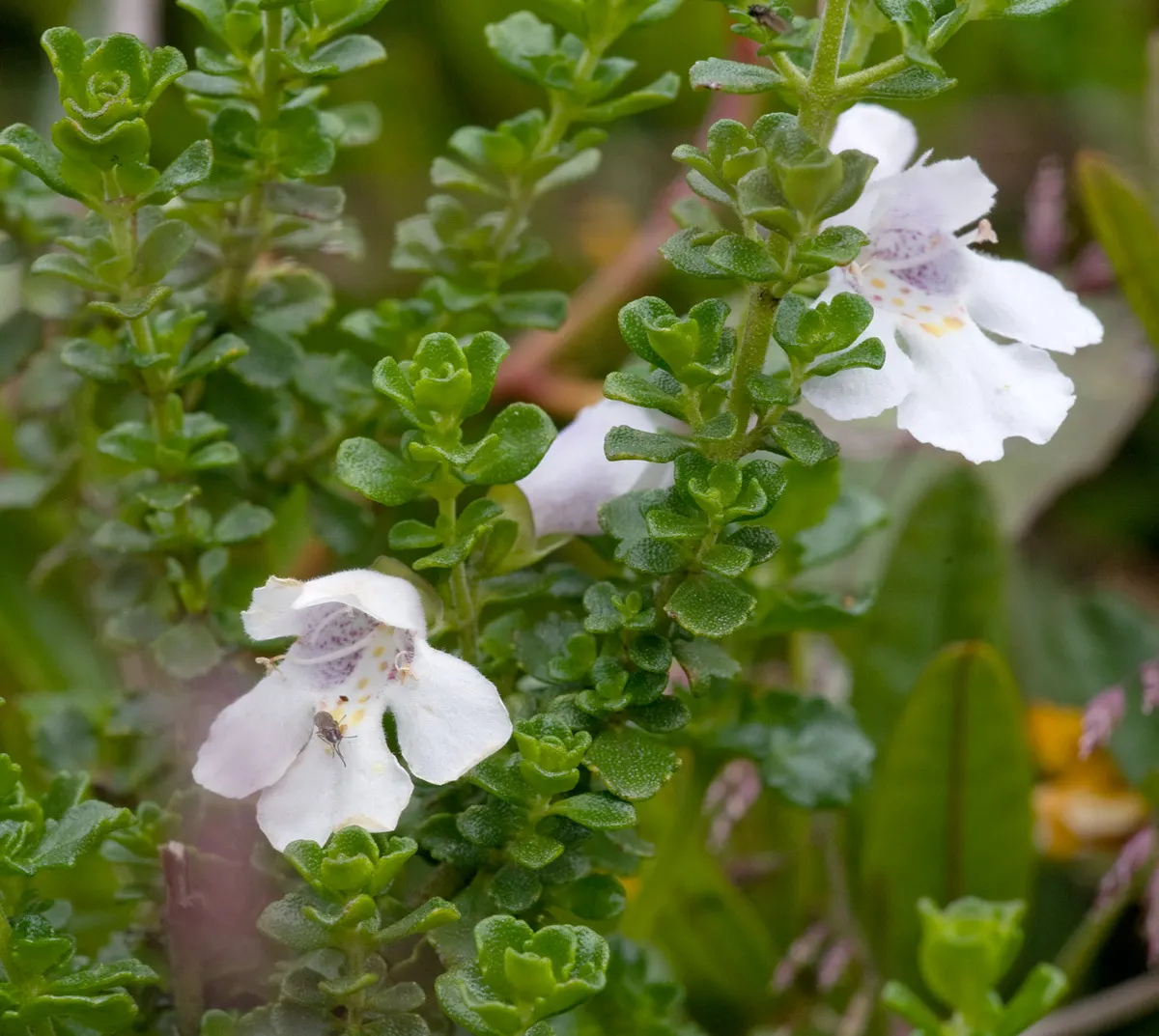 Alpine Mint Bush (Prostanthera Cuneata) — mint-scented leaves and prolific white to pale lavender flowers that blossom in spring and early summer; the Alpine