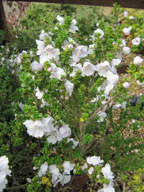 Alpine Mint Bush (Prostanthera Cuneata) — adding a sensory delight to any garden setting