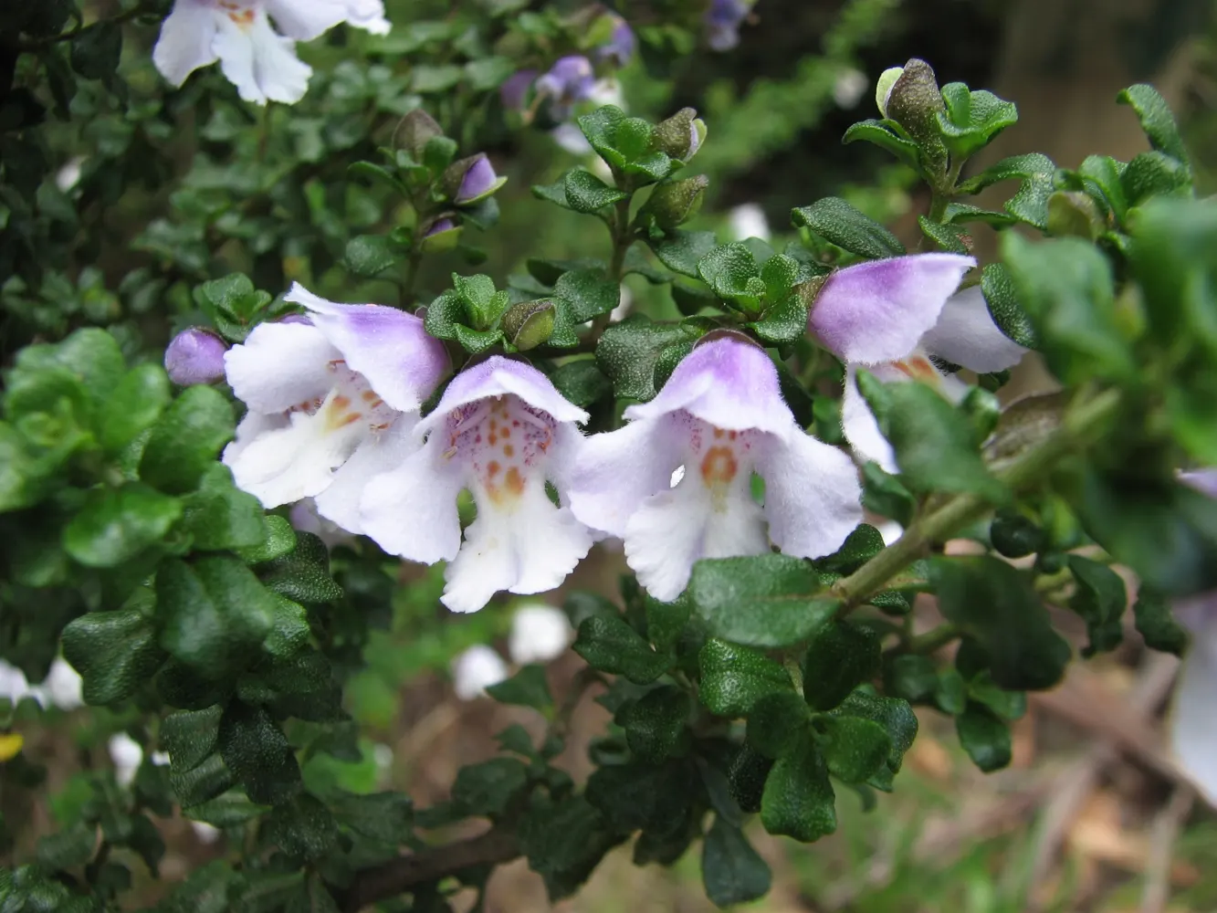 Alpine Mint Bush (Prostanthera Cuneata) — This hardy native of Australia prefers well-drained soils and full to partial sun exposure; prostanthera cuneata is