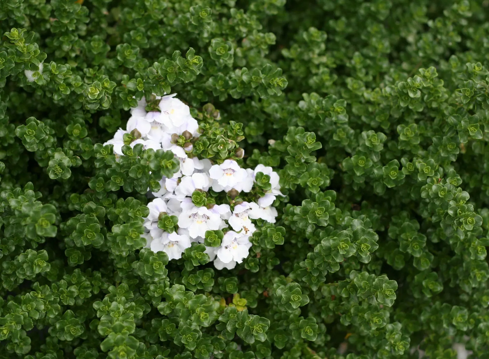 Alpine Mint Bush (Prostanthera Cuneata) — glossy leaves of Prostanthera cuneata exude a refreshing minty scent when crushed; as a favored choice in landscape