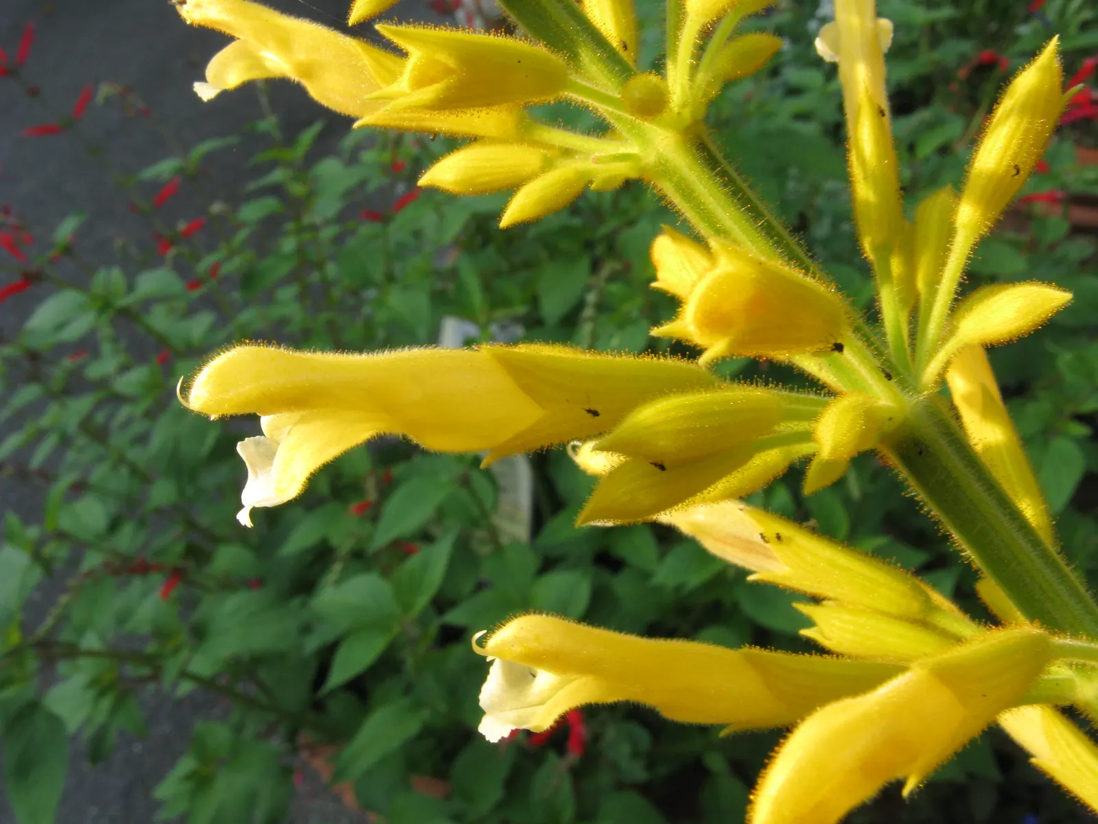 Forsythia Sage (Salvia madrensis) — With a robust growth habit