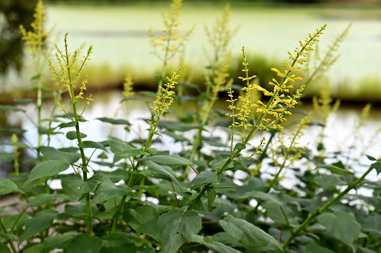 Forsythia Sage (Salvia madrensis) — Native to the Sierra Madre Oriental mountains of Mexico