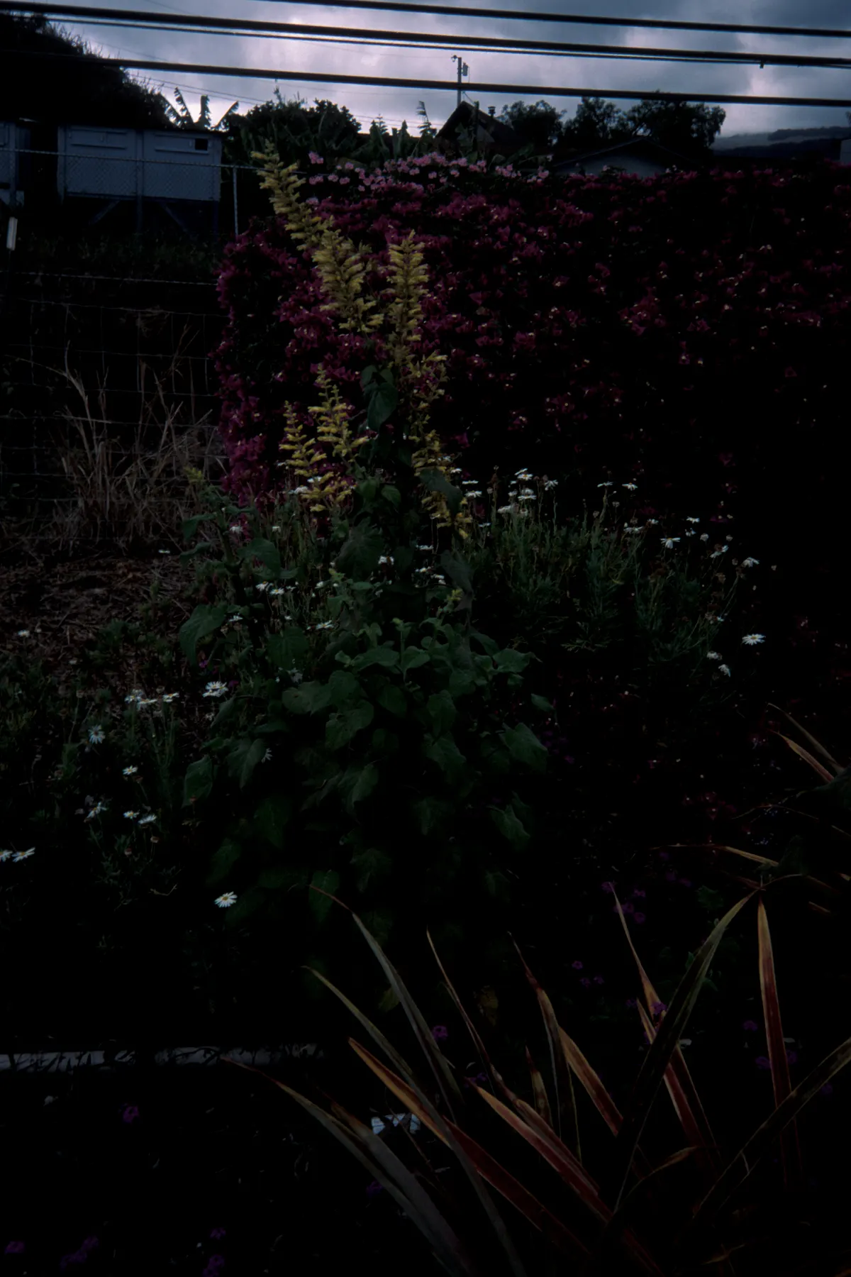 Forsythia Sage (Salvia madrensis) — adding ecological value to its aesthetic appeal