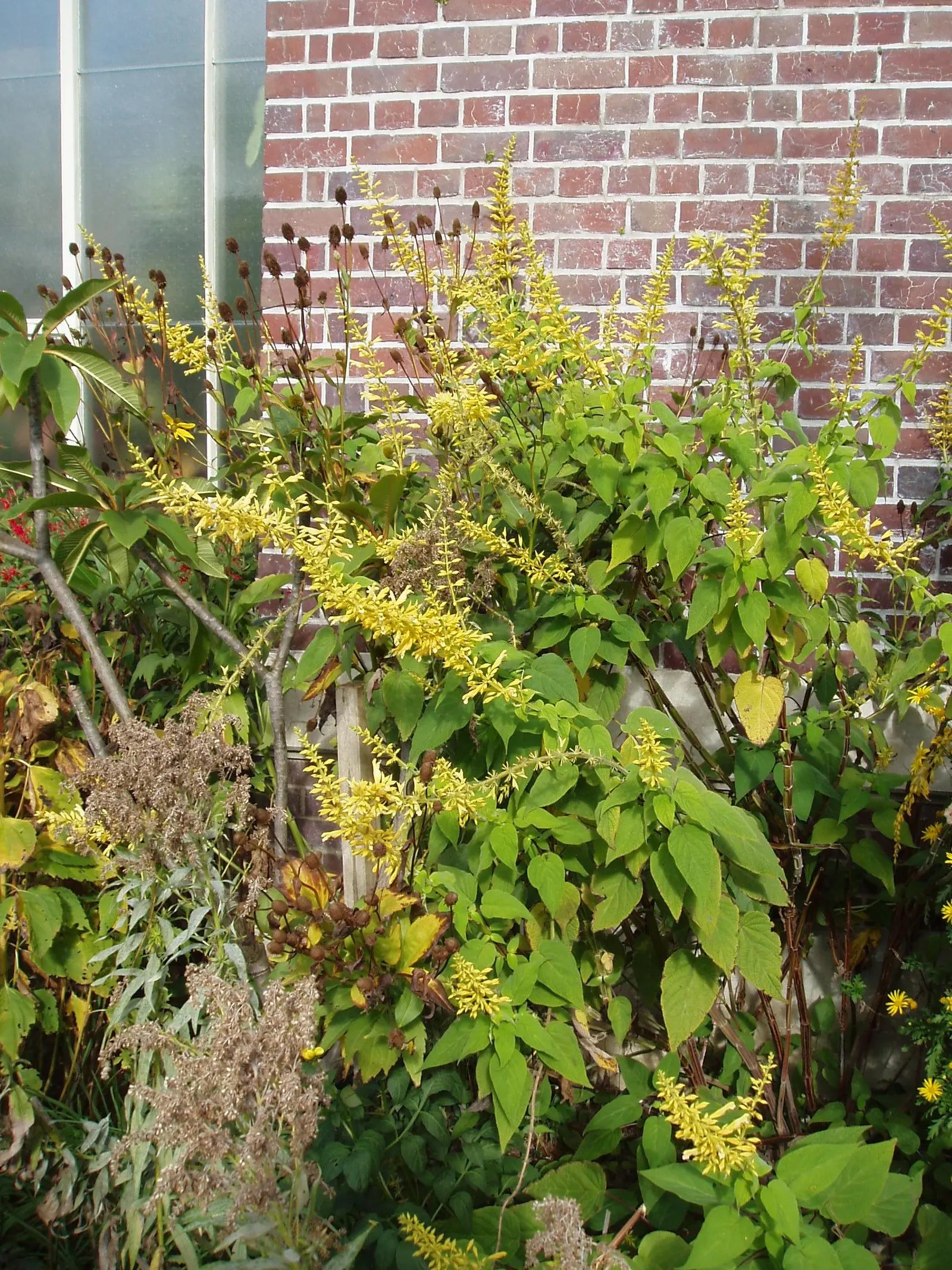 Forsythia Sage (Salvia madrensis) — which create a lively contrast against its lush green foliage