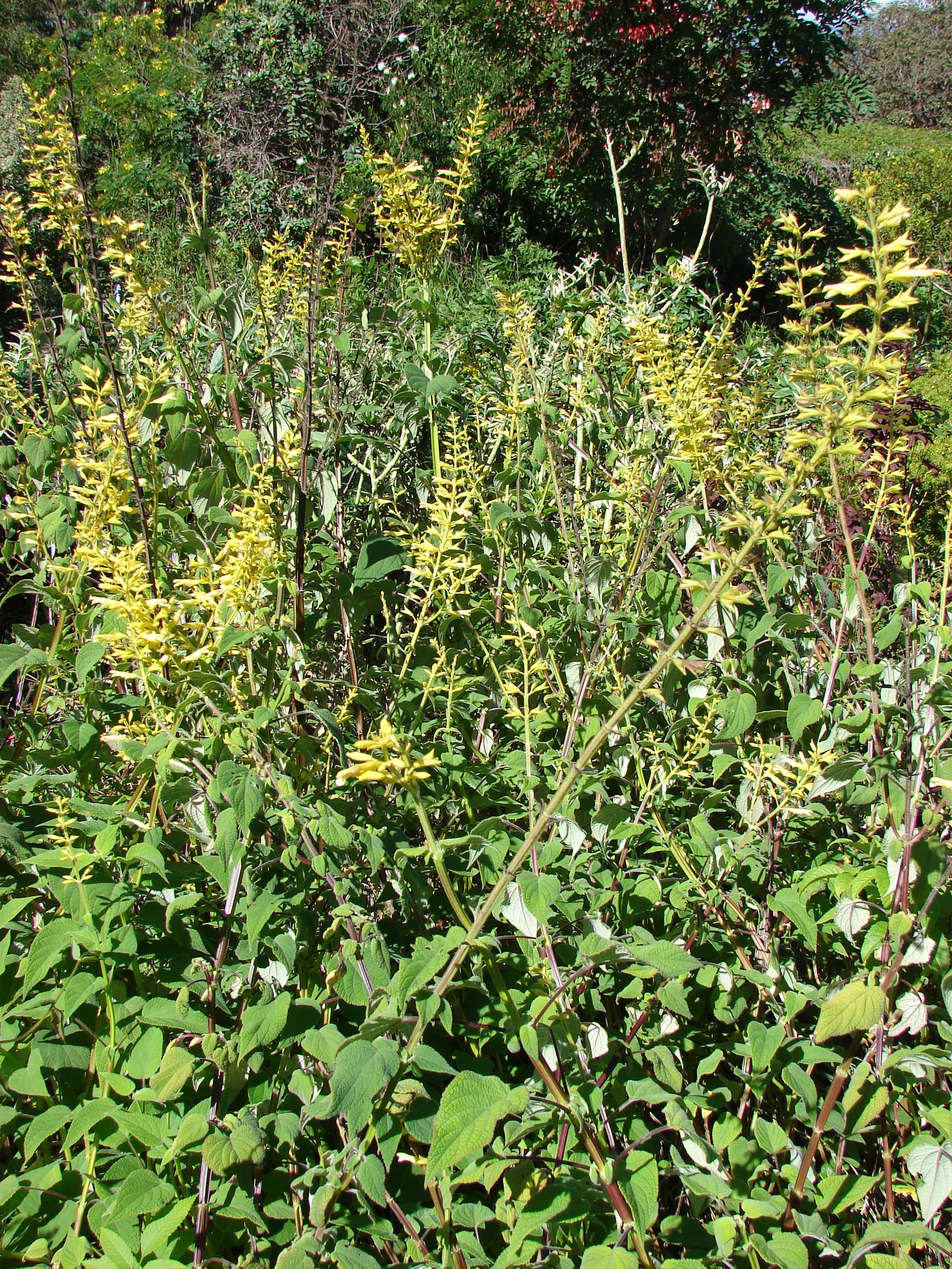 Forsythia Sage (Salvia madrensis) — When integrating Salvia madrensis into your landscape design