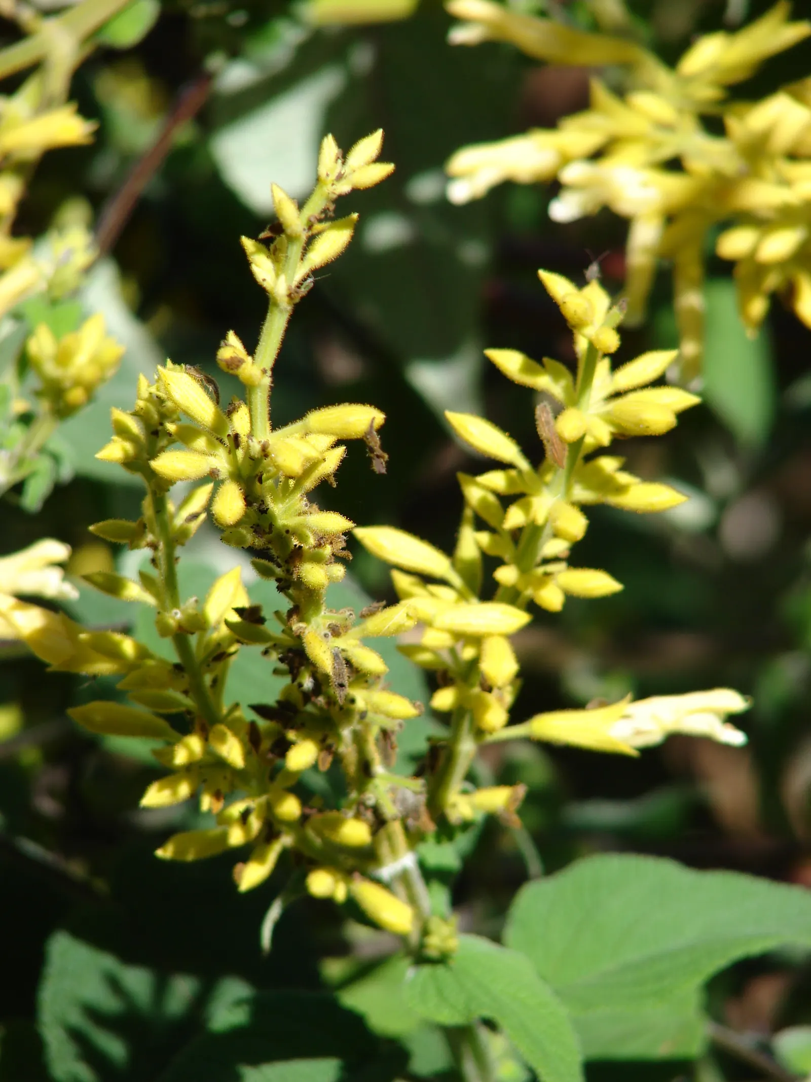 Forsythia Sage (Salvia madrensis) — this perennial is hardy in USDA zones 7-10 and thrives in regions with similar temperate climates