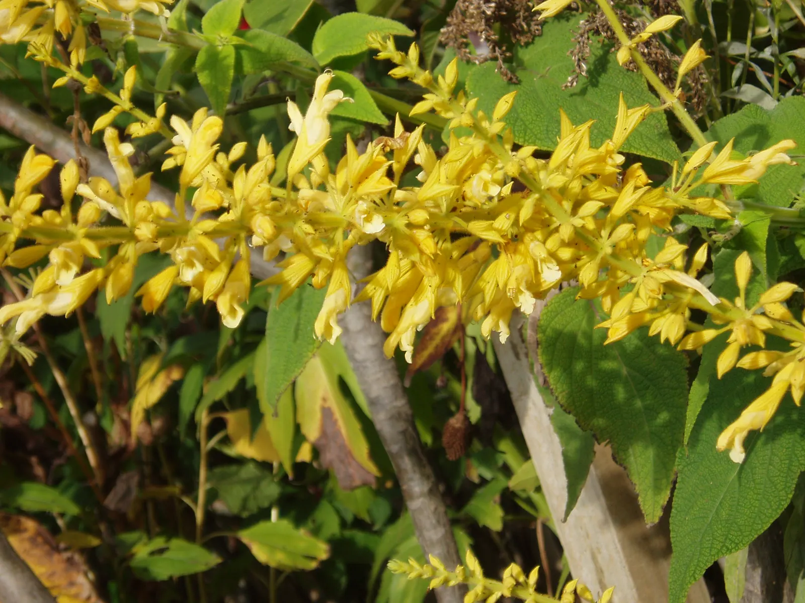 Forsythia Sage (Salvia madrensis) — the Forsythia Sage can reach a statuesque height of 3 to 5 feet with an equal spread
