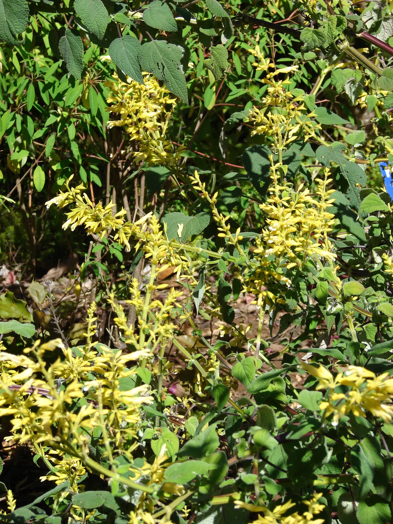 Forsythia Sage (Salvia madrensis) — This plant is relatively drought-tolerant once established