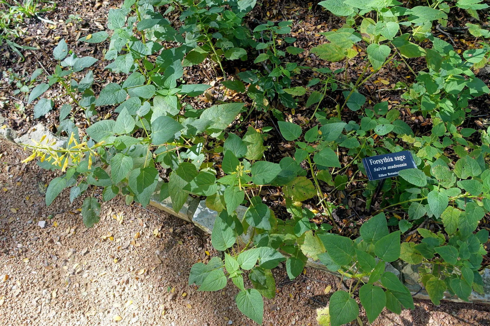 Forsythia Sage (Salvia madrensis) — though it performs best with regular watering