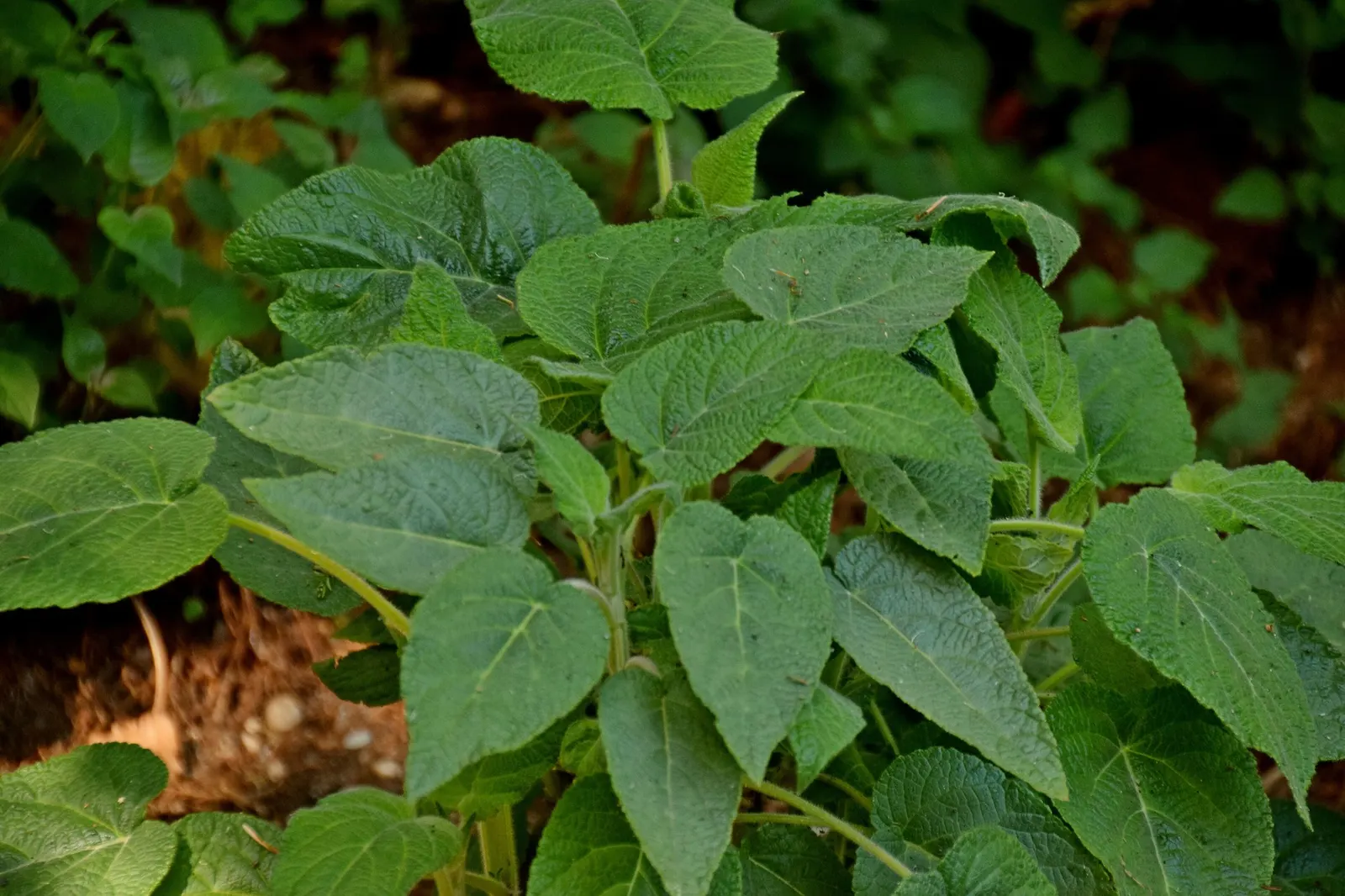 Forsythia Sage (Salvia madrensis) — Providing both visual impact and wildlife support