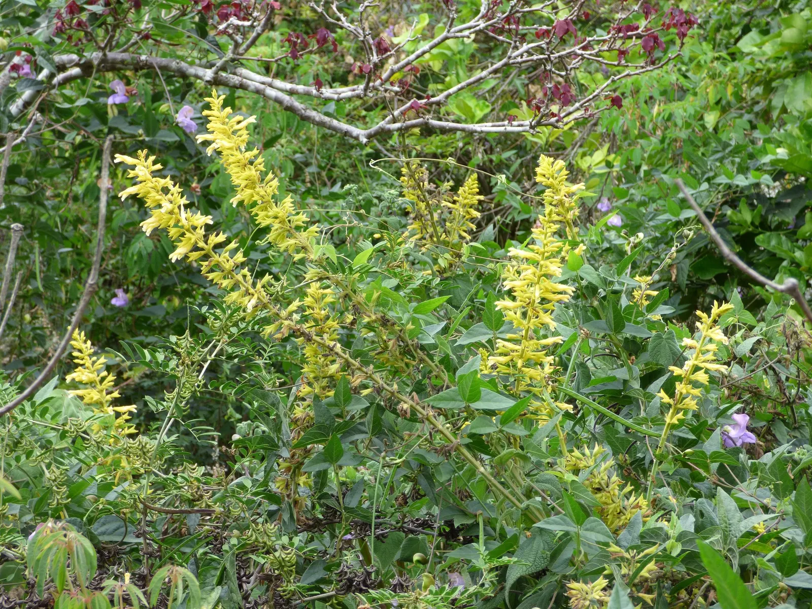 Forsythia Sage (Salvia madrensis) — shrub with yellow blooms