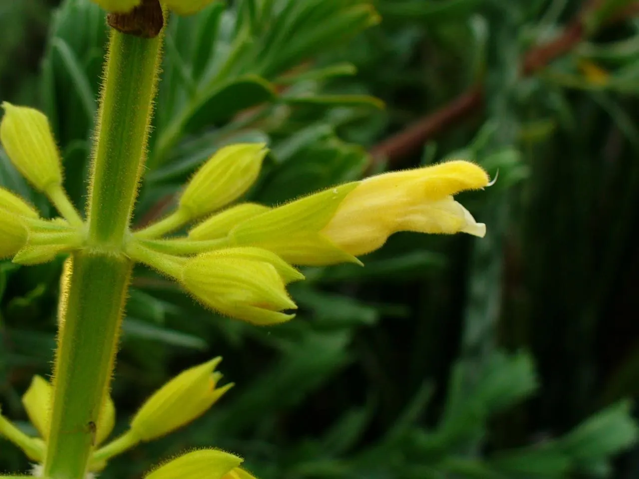 Forsythia Sage (Salvia madrensis) — Native to the Sierra Madre Oriental mountains of Mexico; scientifically known as Salvia madrensis