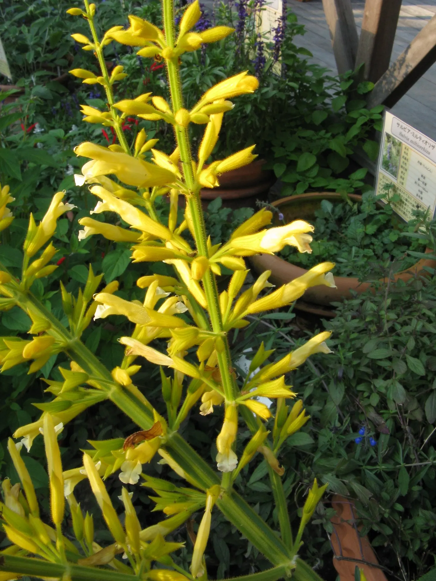 Forsythia Sage (Salvia madrensis) — which create a lively contrast against its lush green foliage; its late-season blooms, from late summer to frost, attract