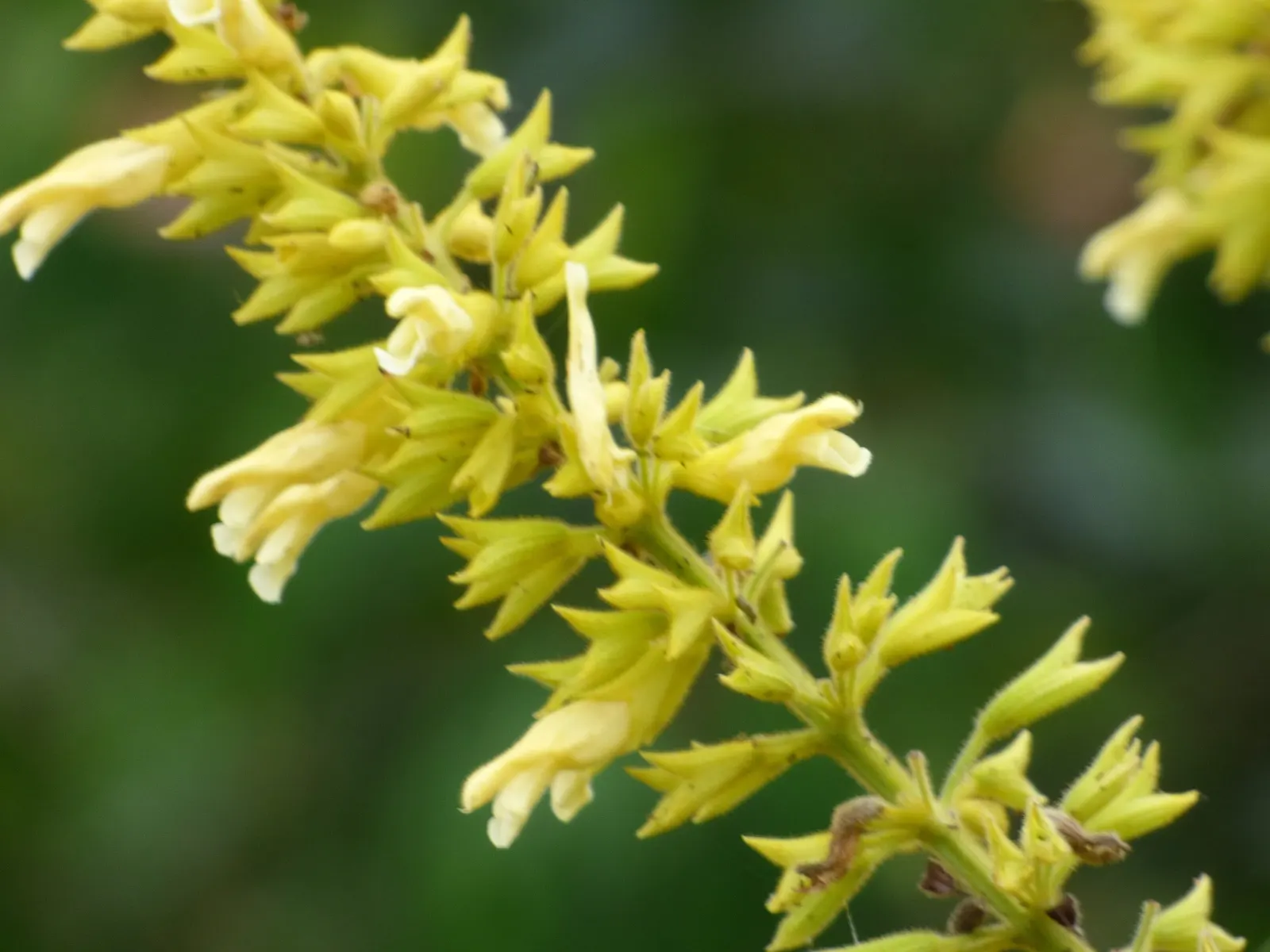 Forsythia Sage (Salvia madrensis) — shrub for half or shade