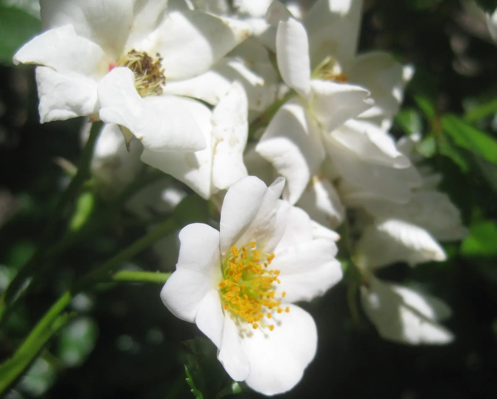 White Flower Carpet Rose (Rosa Flower Carpet White) — Prefers full sun and well-drained soil