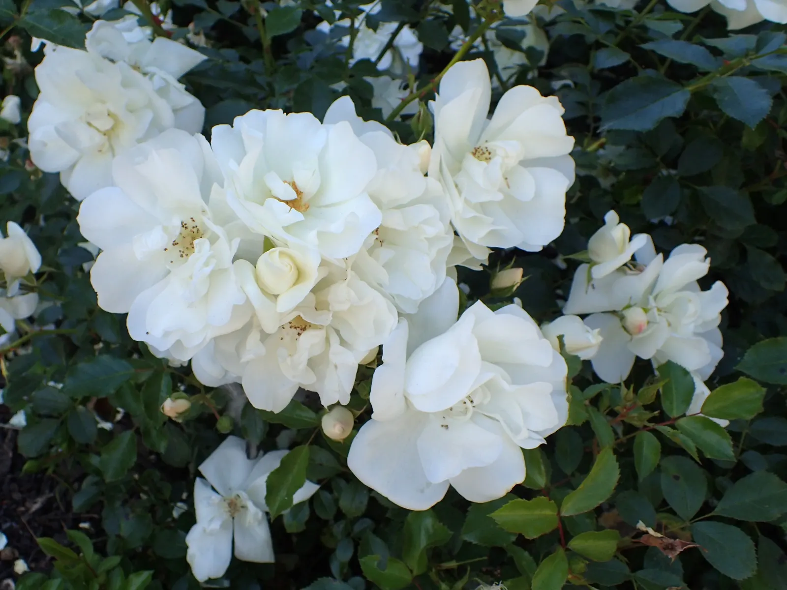 White Flower Carpet Rose (Rosa Flower Carpet White) — these roses are often used as low borders