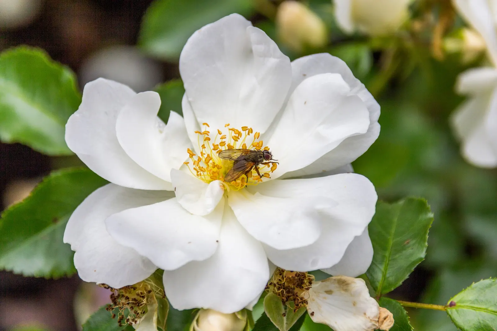 White Flower Carpet Rose (Rosa Flower Carpet White) — although it exhibits notable drought tolerance once established