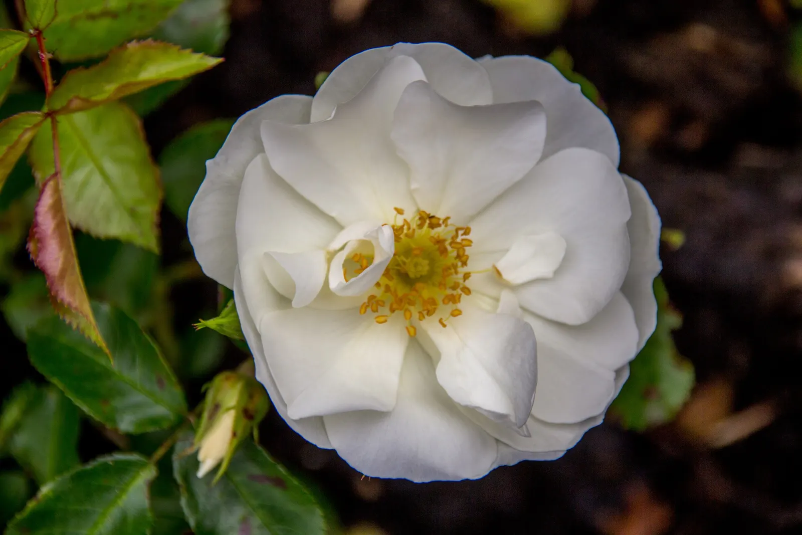 White Flower Carpet Rose (Rosa Flower Carpet White) — provide a stark and elegant contrast against the glossy