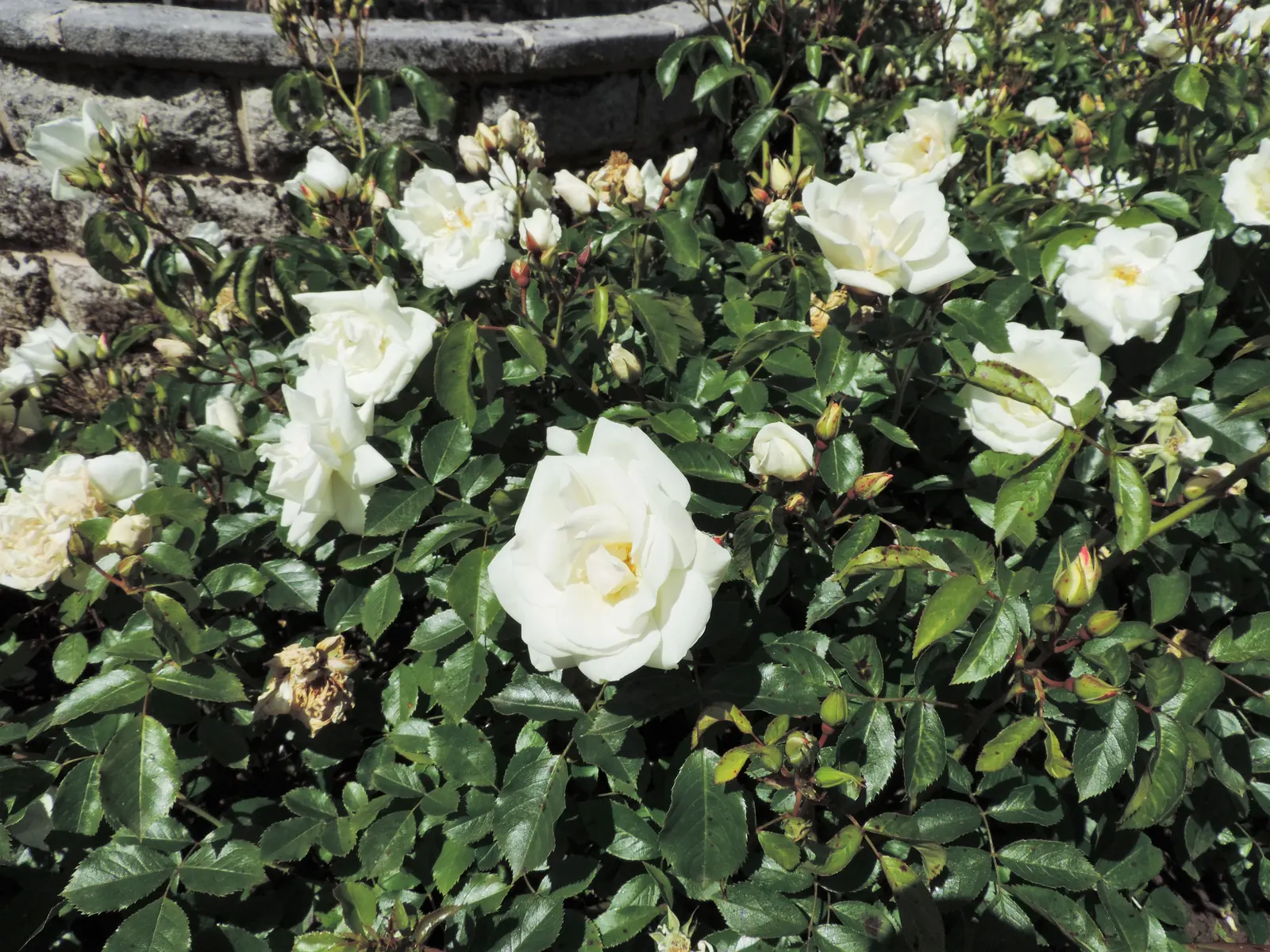 White Flower Carpet Rose (Rosa Flower Carpet White) — Its pure white flowers contrast sharply with vibrant green foliage