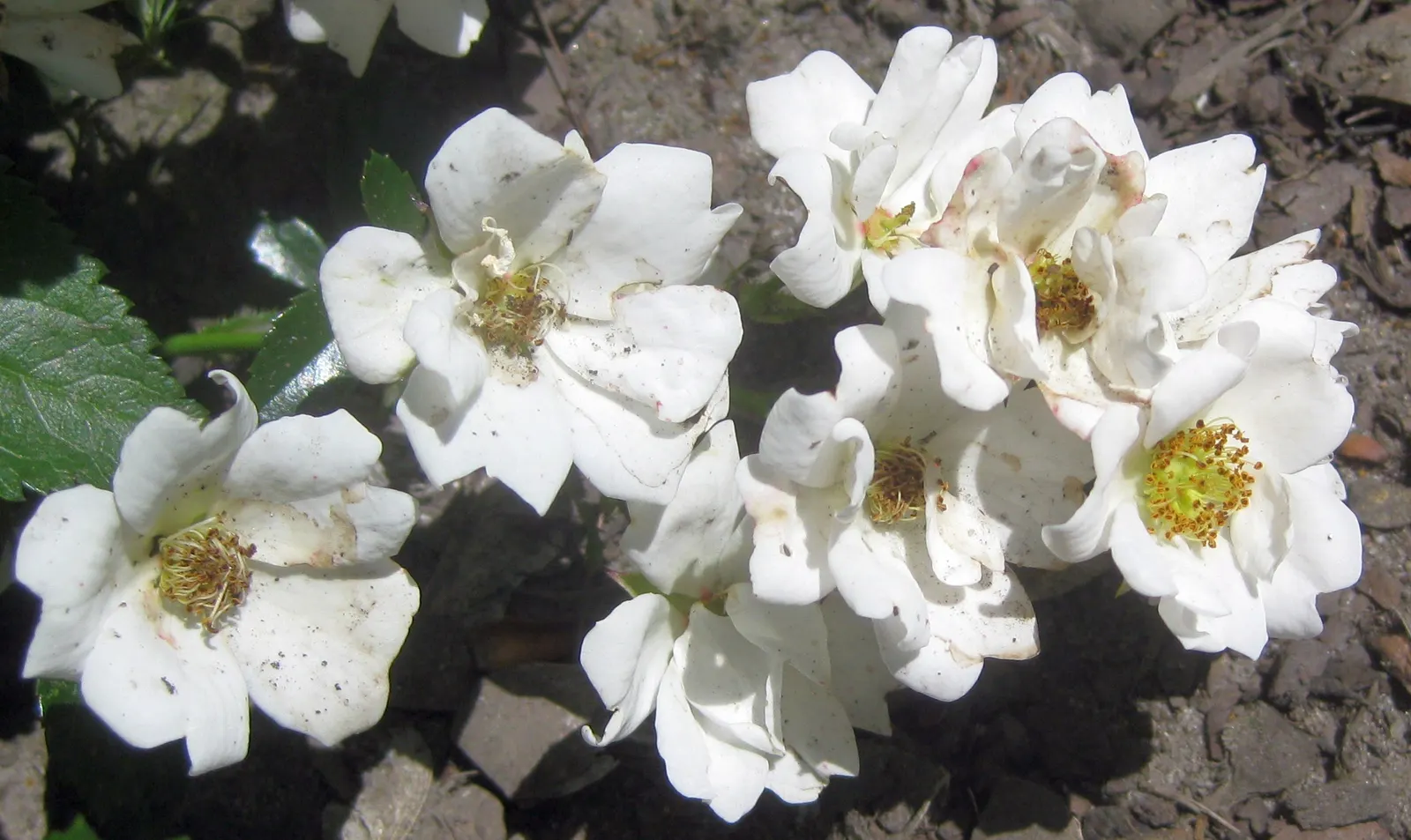 White Flower Carpet Rose (Rosa Flower Carpet White) — ground-covering rose that blooms profusely from late spring to fall