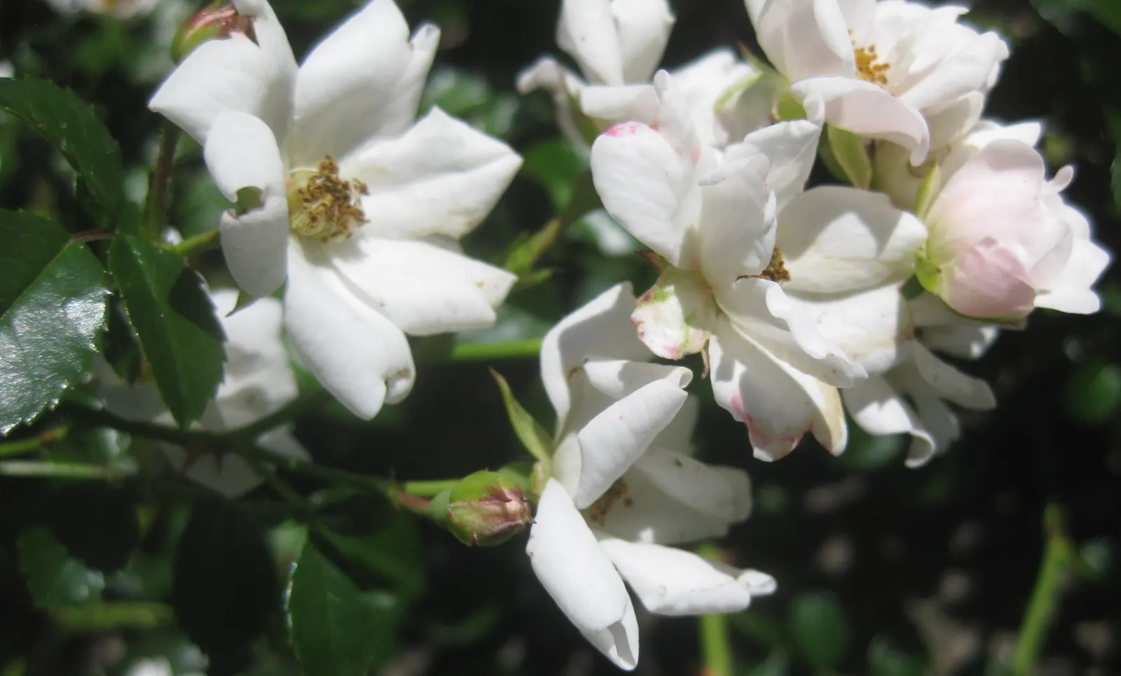 White Flower Carpet Rose (Rosa Flower Carpet White) — This disease-resistant rose reaches a mature height of 24‚Äì32 inches and spreads 40‚Äì48 inches wide