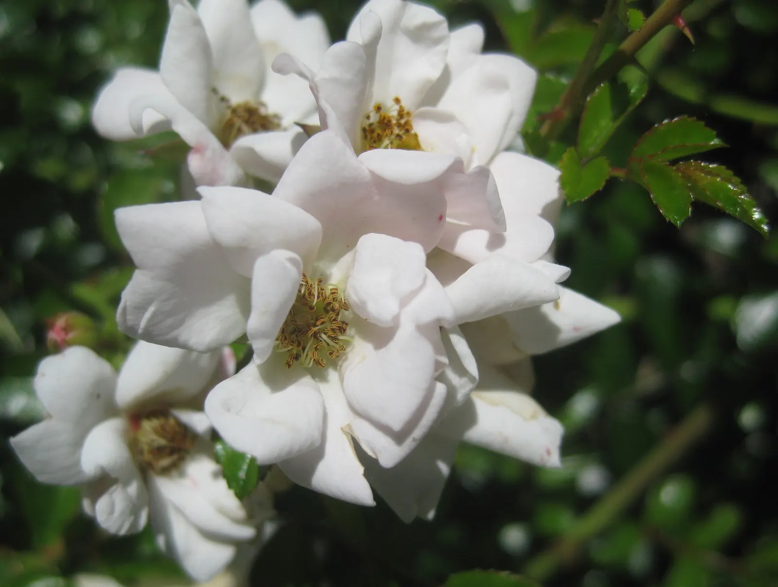 White Flower Carpet Rose (Rosa Flower Carpet White) — making it ideal for borders